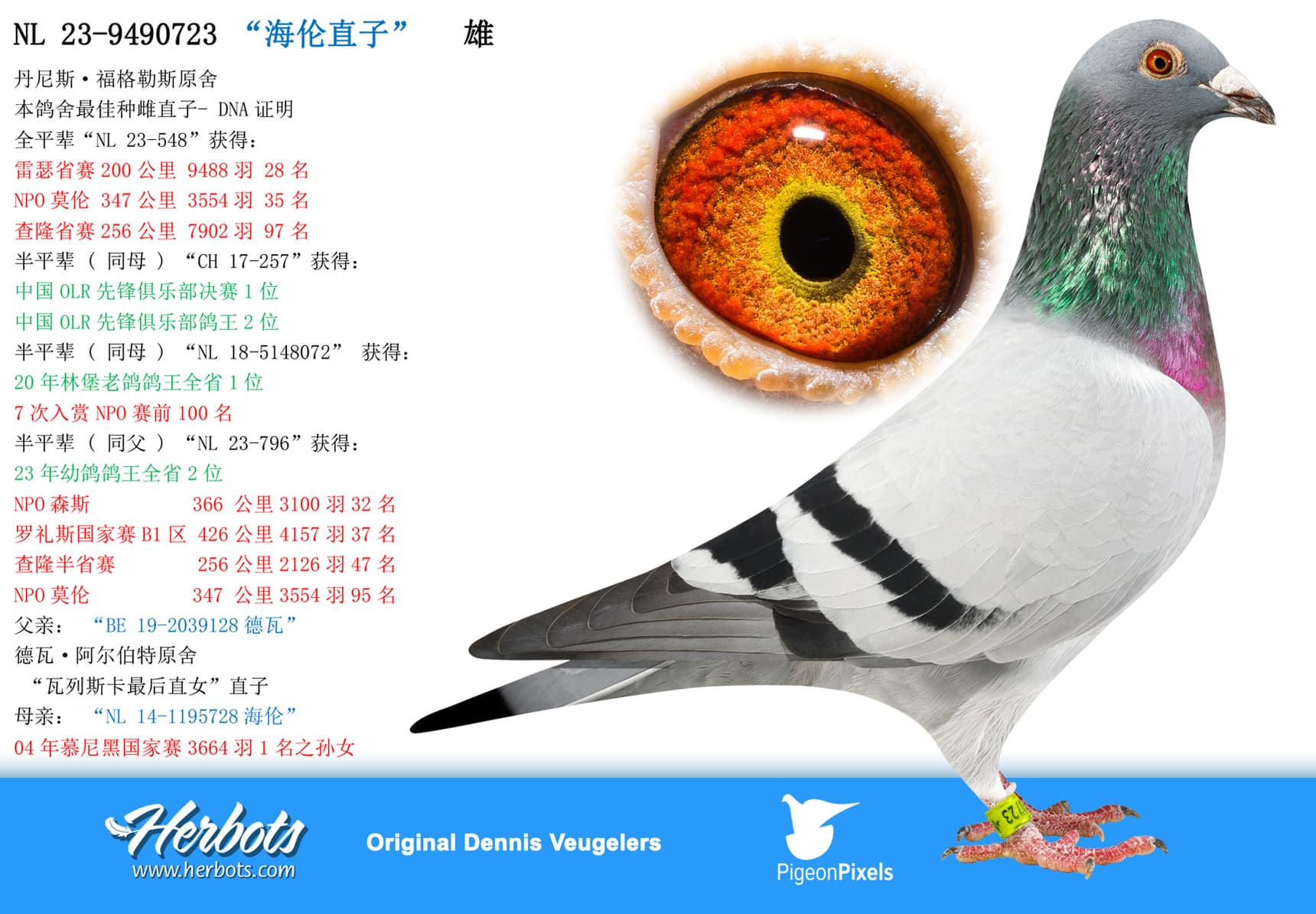 pigeon: undefined