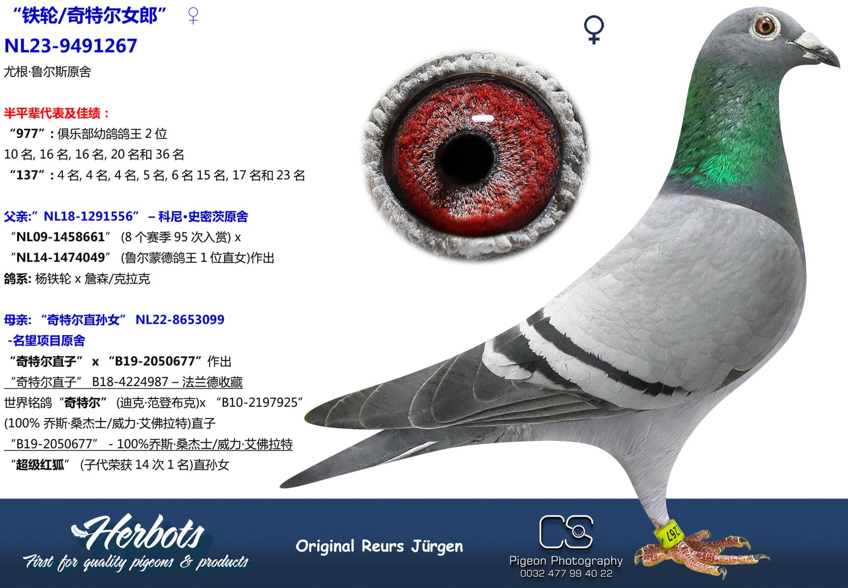 pigeon: undefined