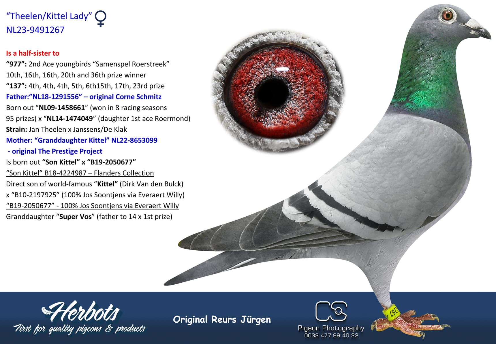 pigeon: undefined