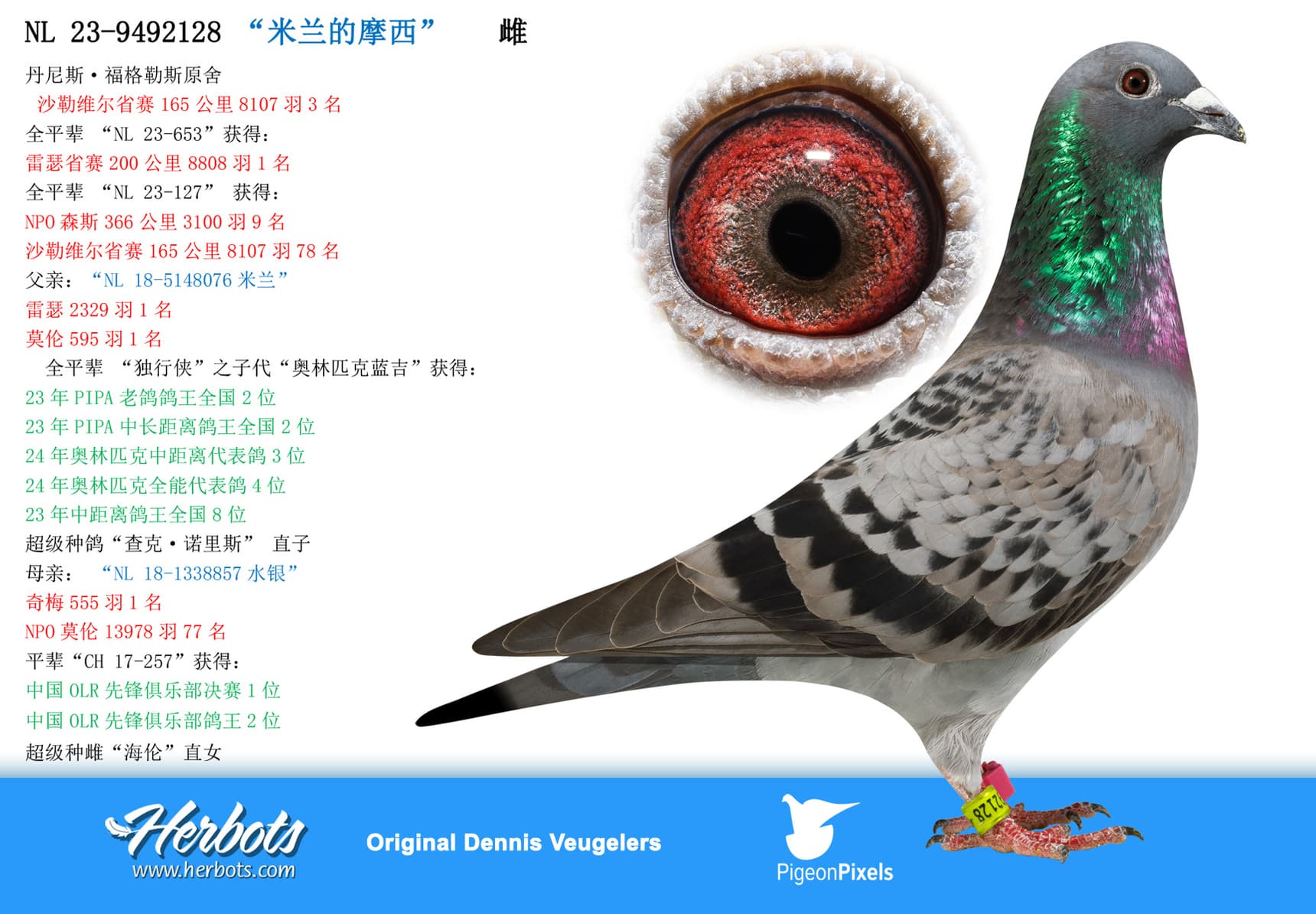 pigeon: undefined