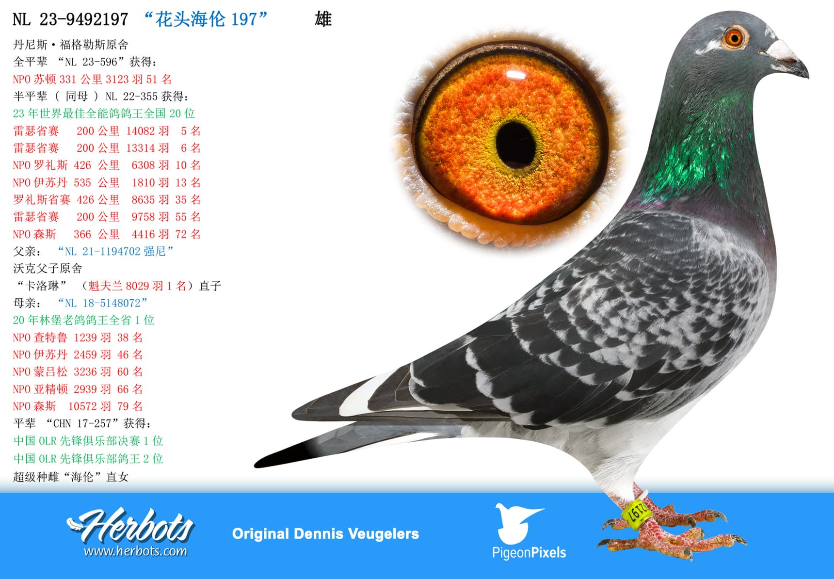 pigeon: undefined