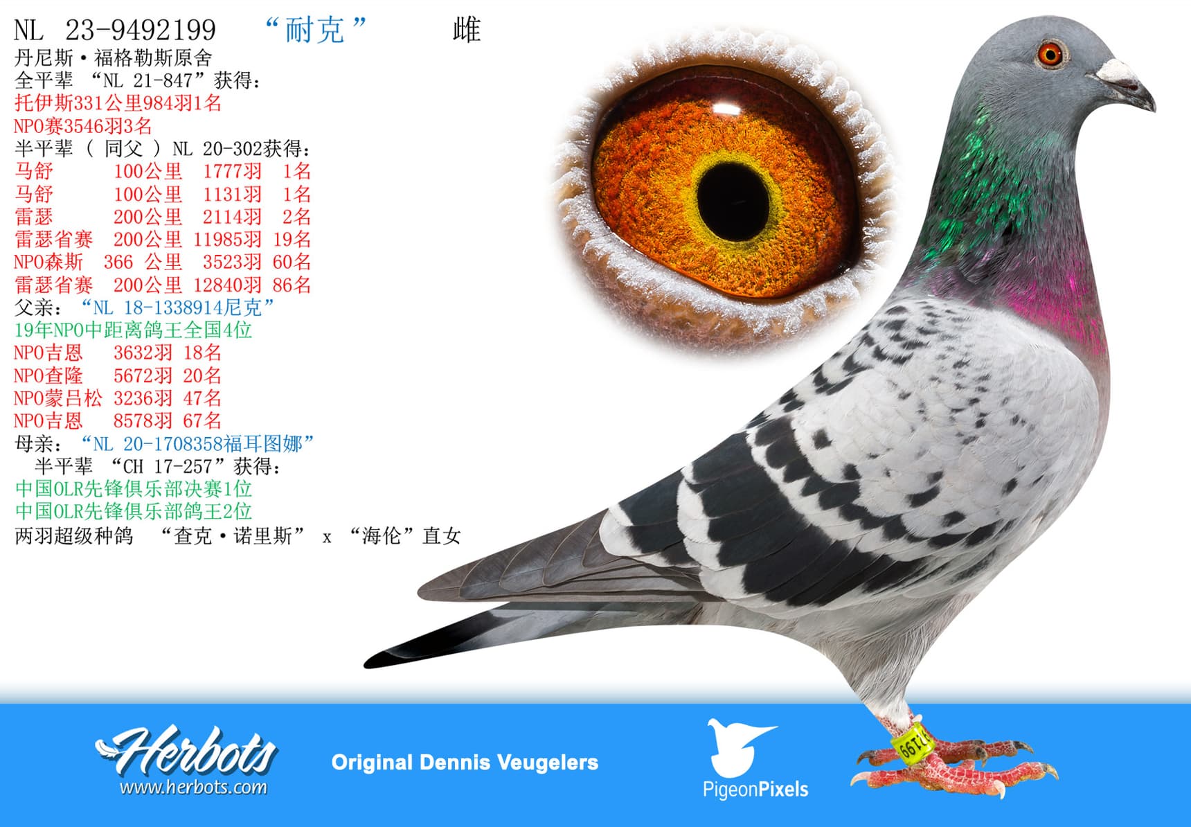 pigeon: undefined