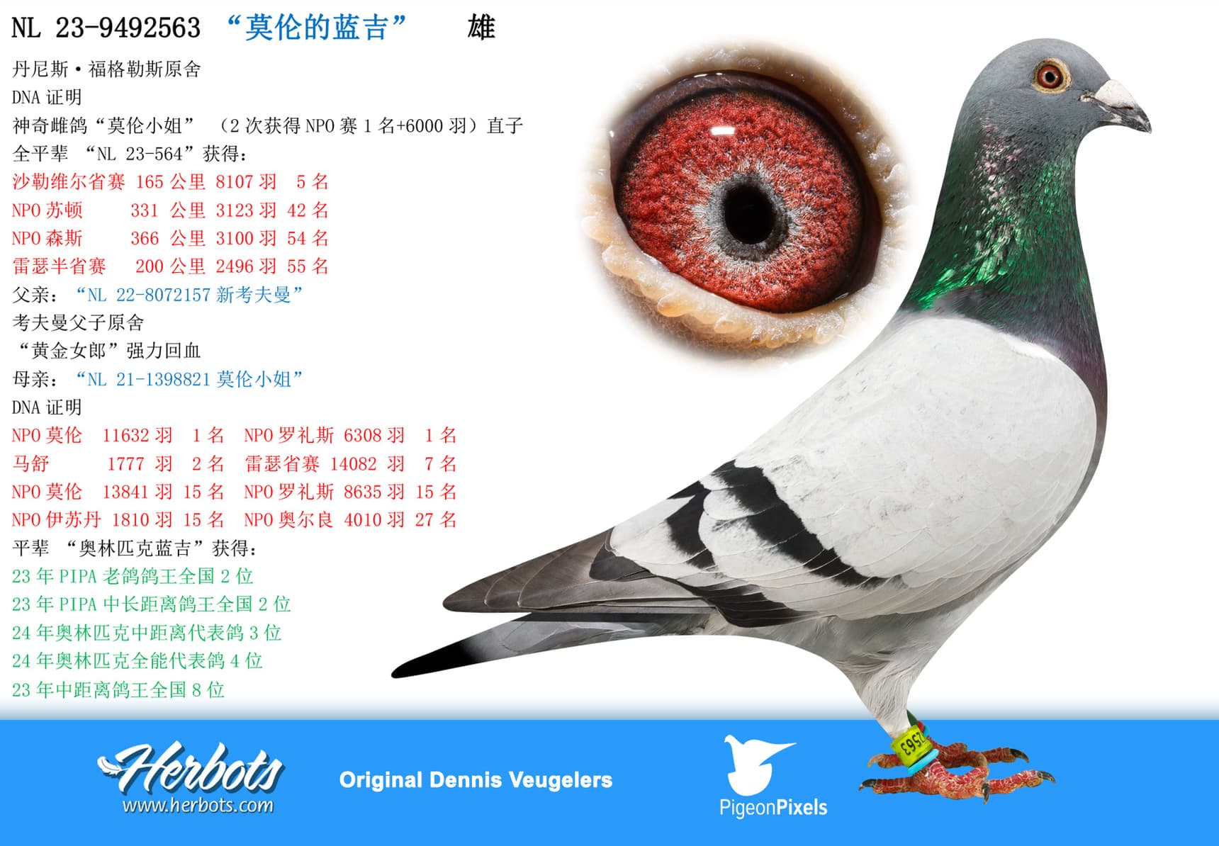 pigeon: undefined