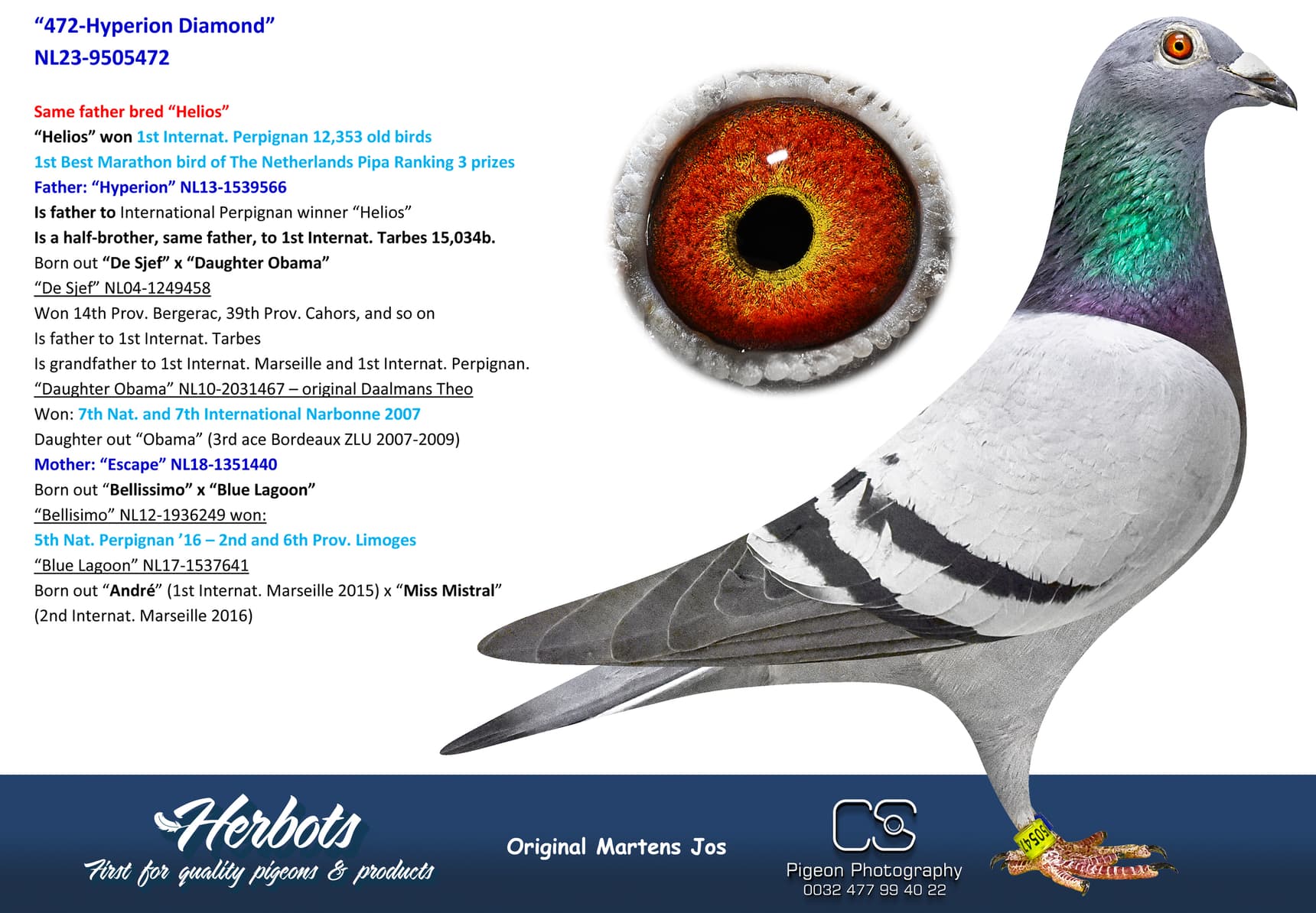 pigeon: undefined
