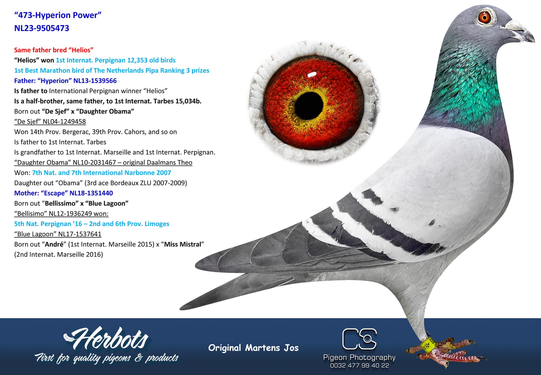 pigeon: undefined