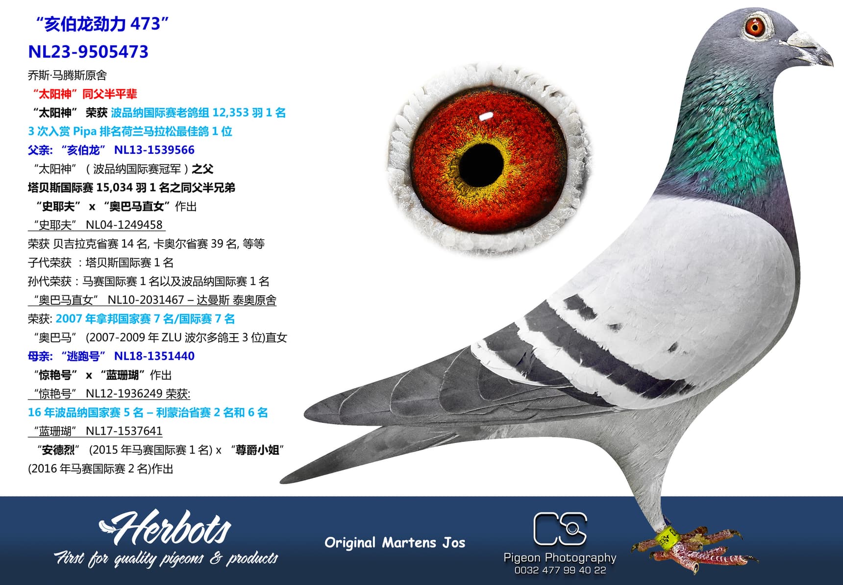 pigeon: “亥伯龙钻石473”