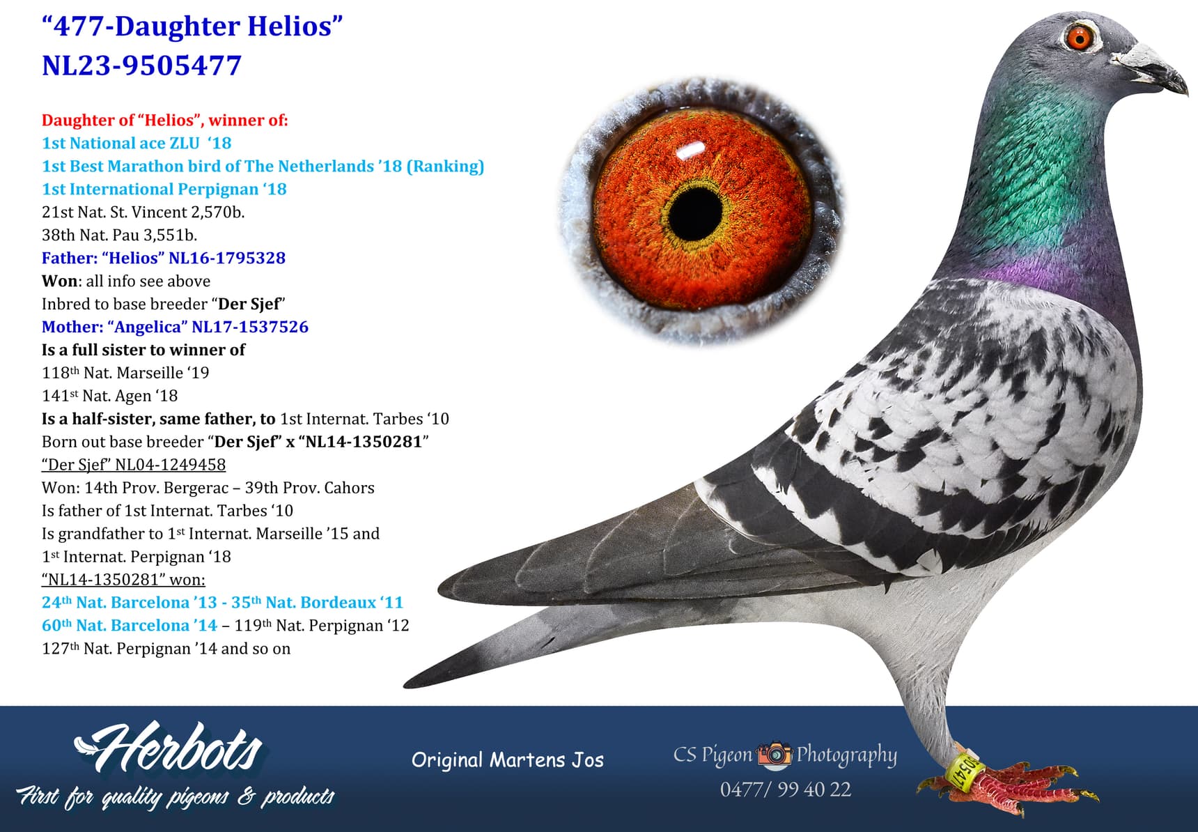 pigeon: undefined