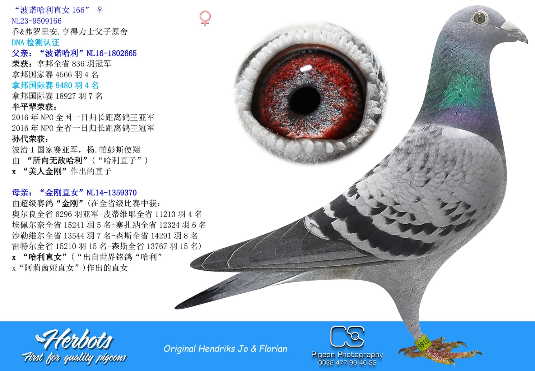pigeon: undefined