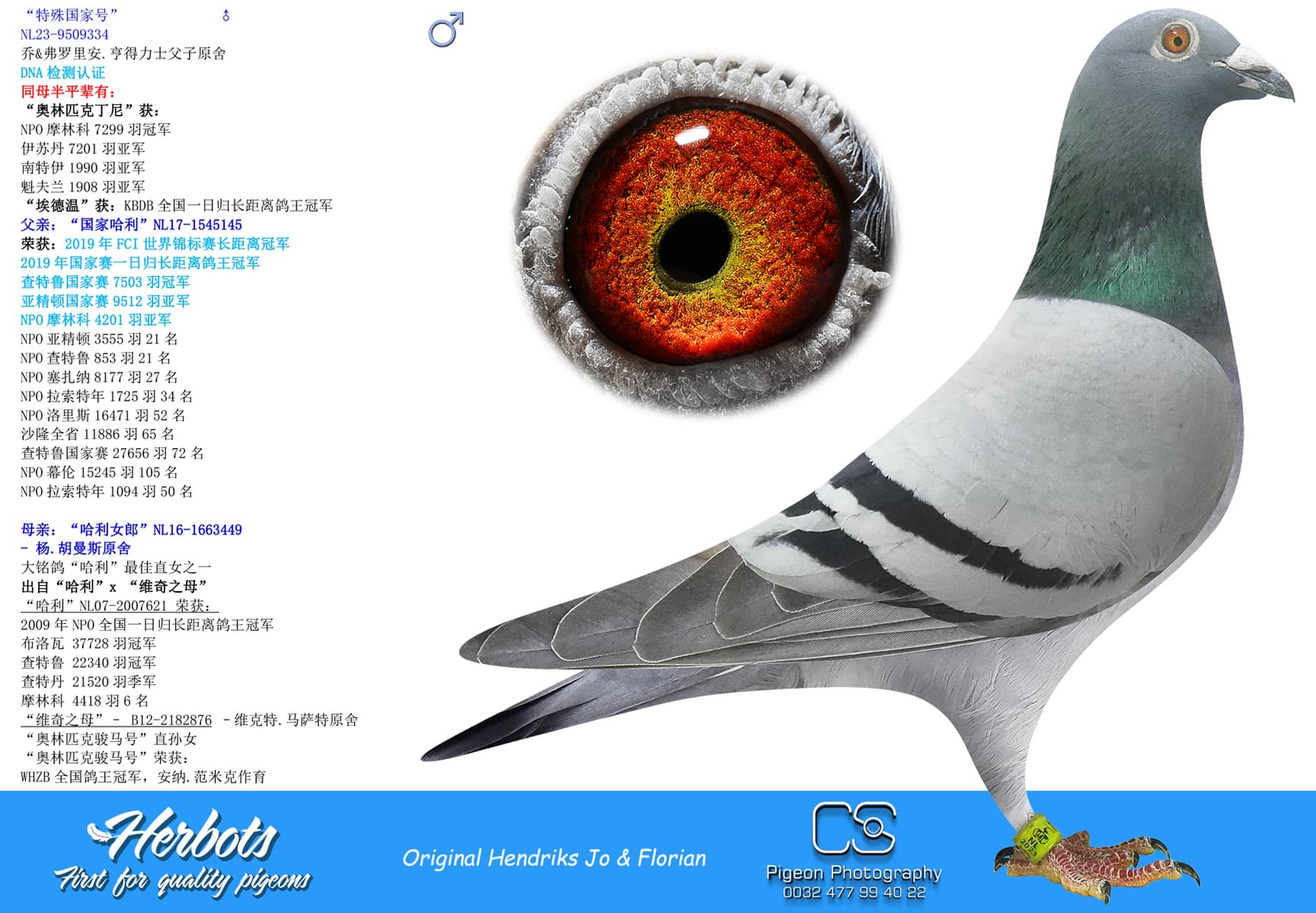 pigeon: undefined