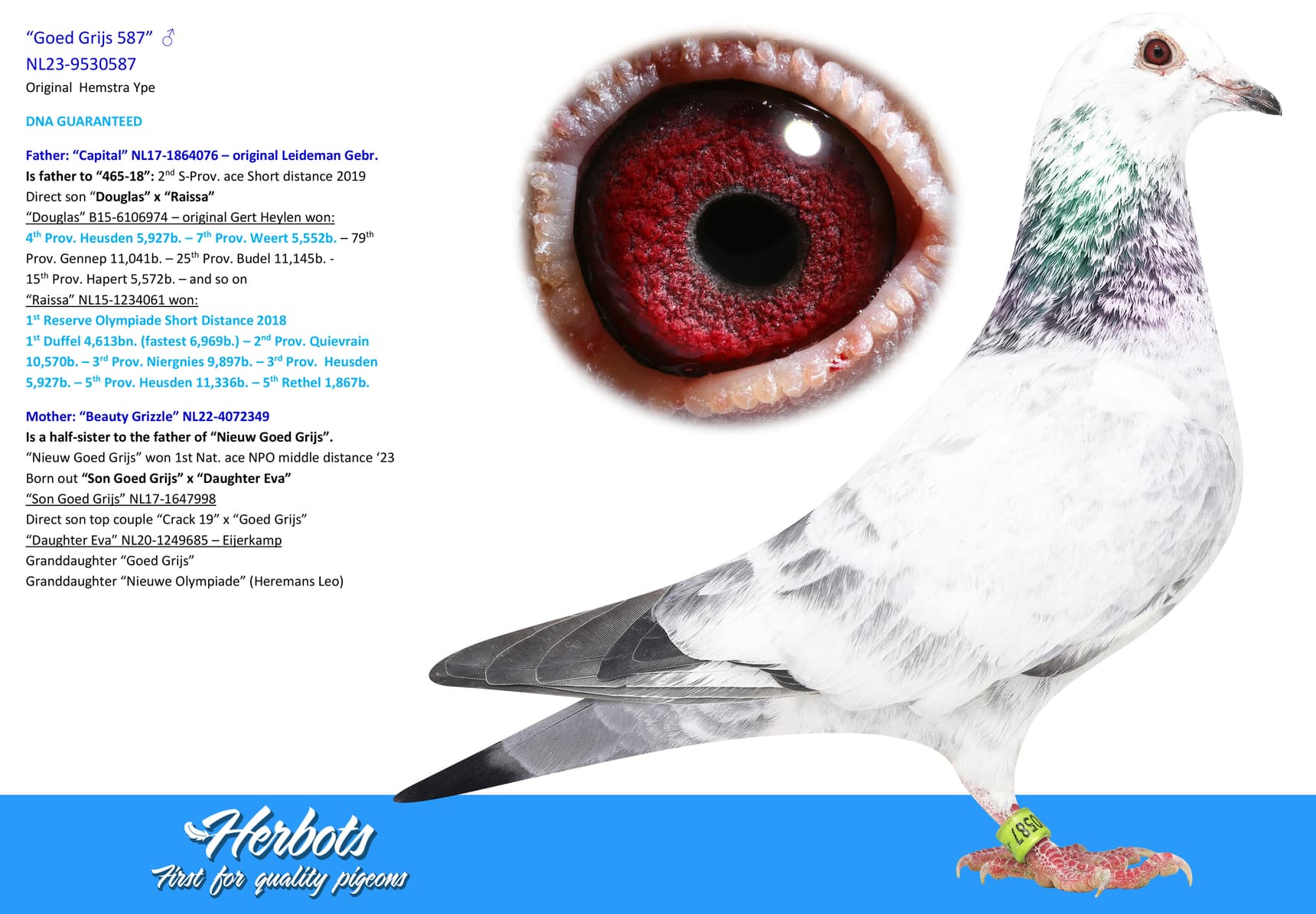 pigeon: undefined