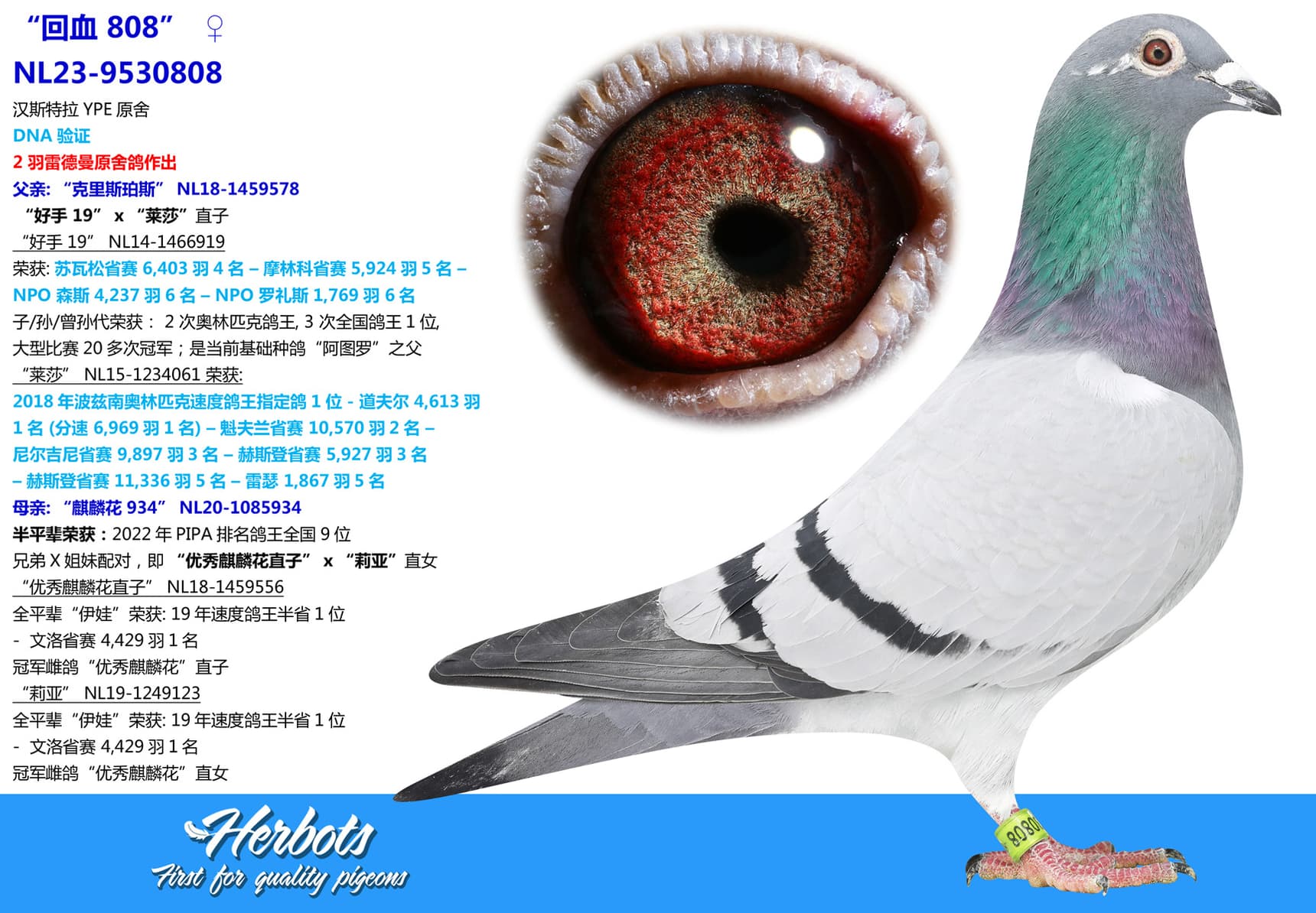 pigeon: undefined