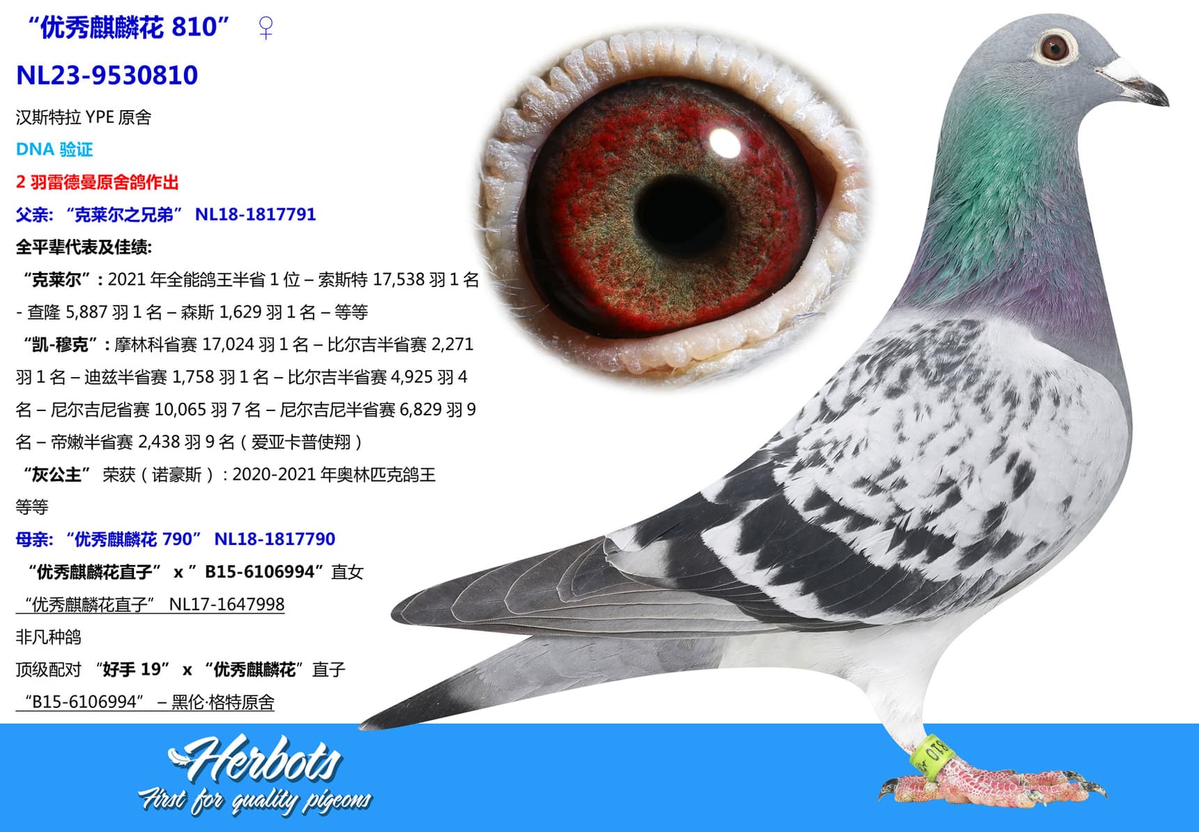 pigeon: undefined
