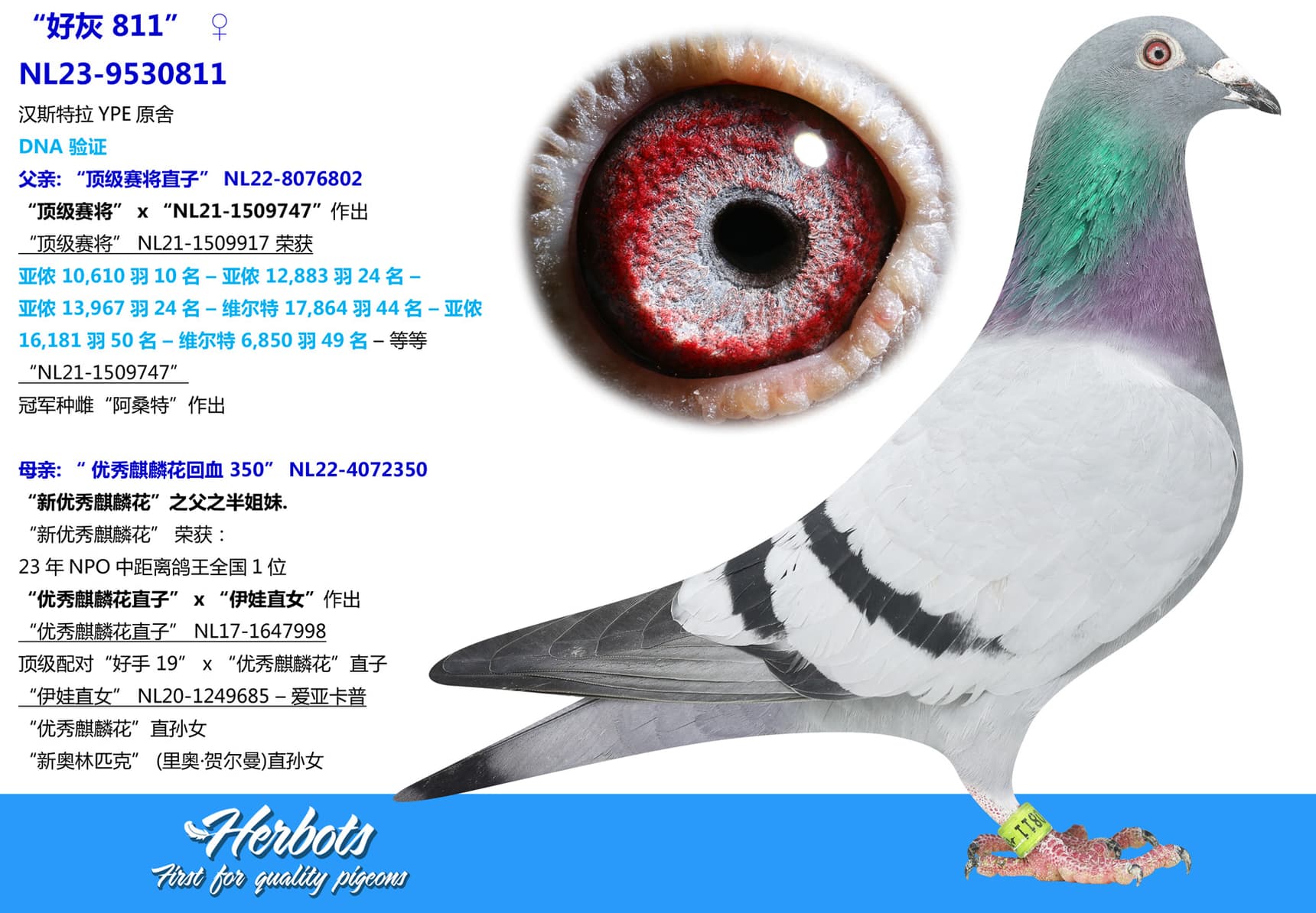 pigeon: undefined
