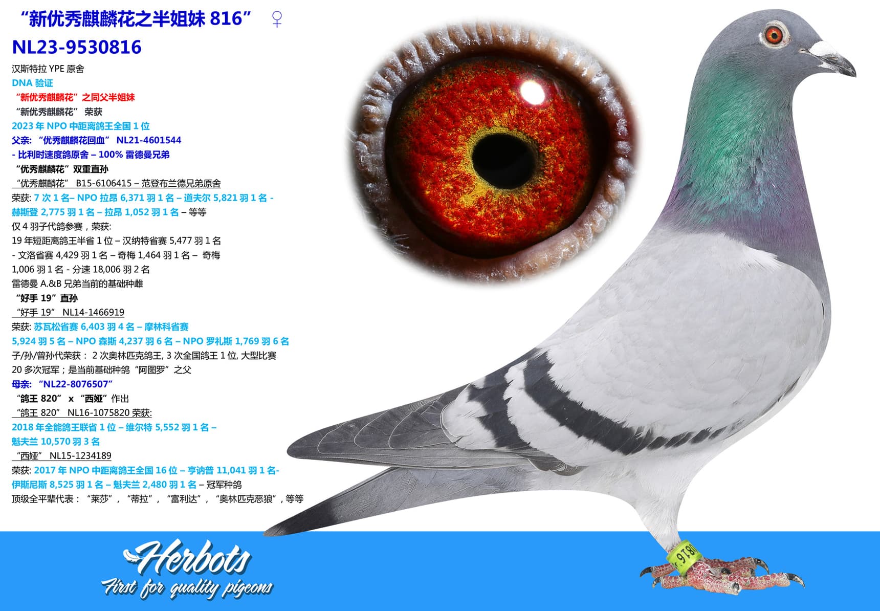 pigeon: undefined