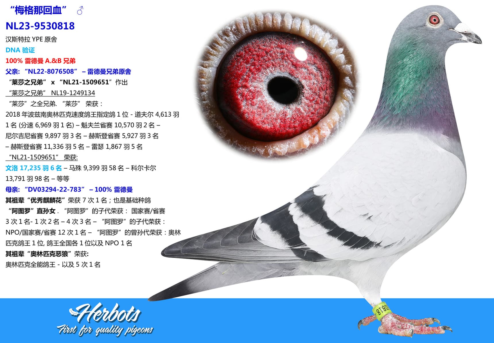pigeon: undefined