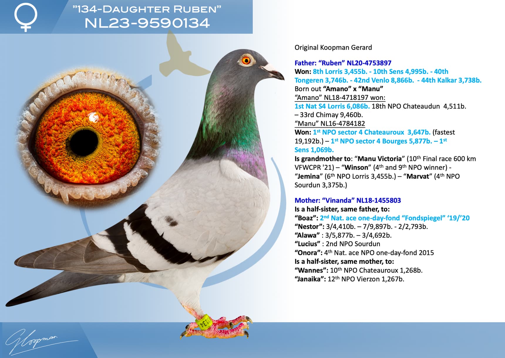 pigeon: undefined