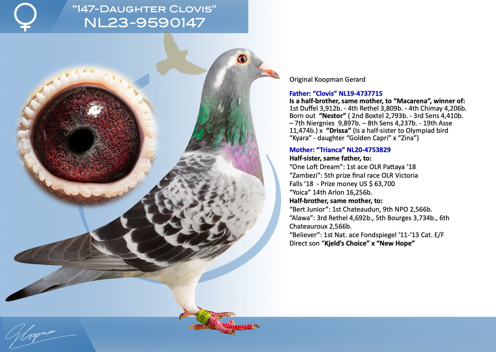 pigeon: undefined