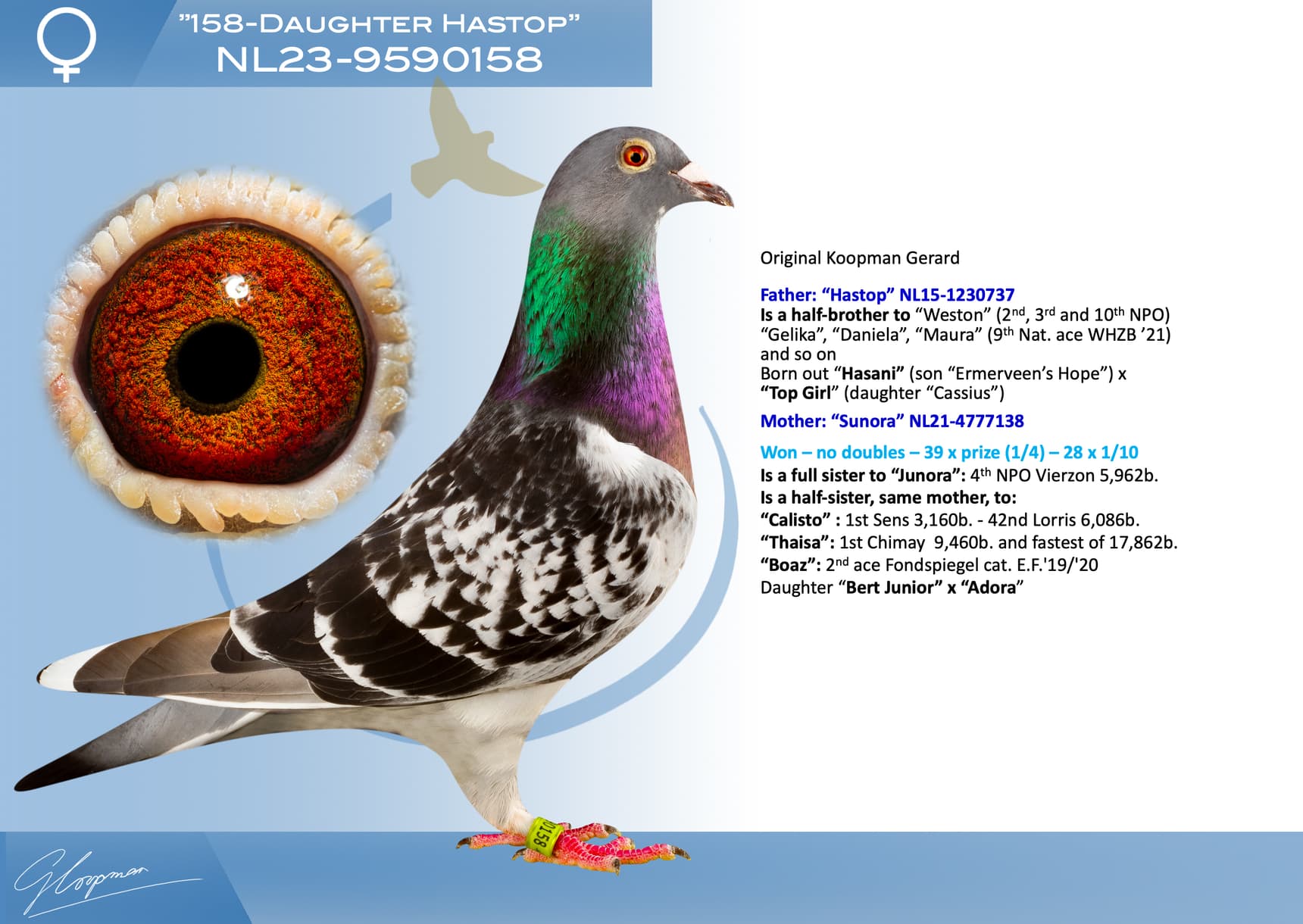 pigeon: undefined