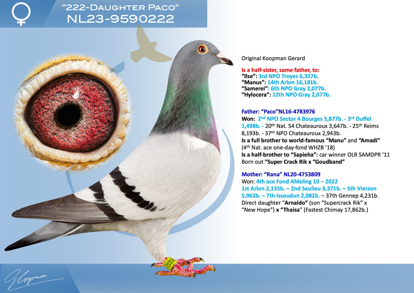 pigeon: undefined
