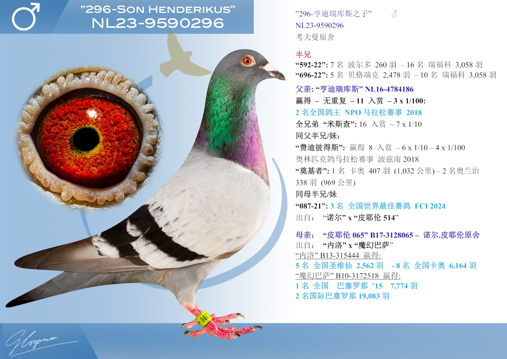 pigeon: undefined