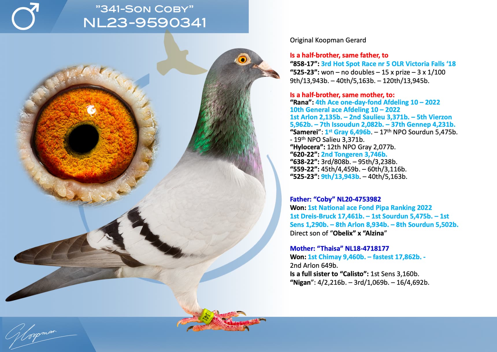 pigeon: undefined