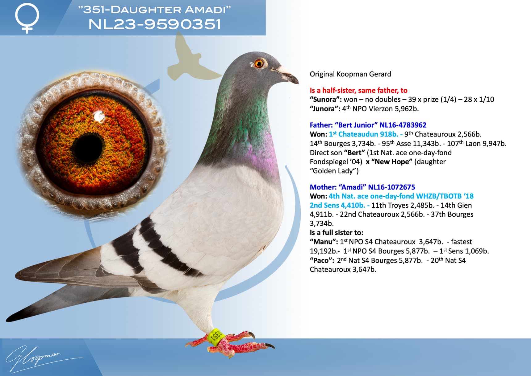pigeon: undefined