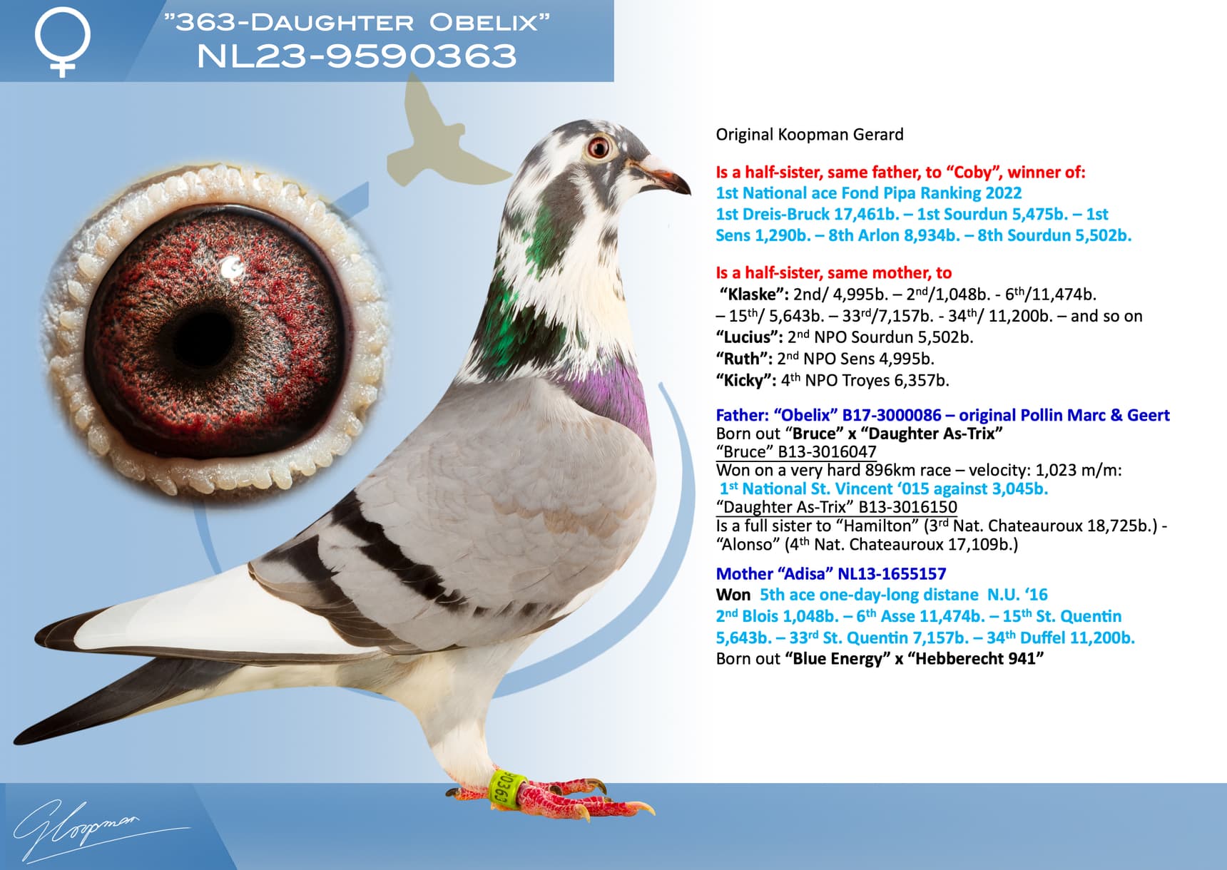 pigeon: undefined