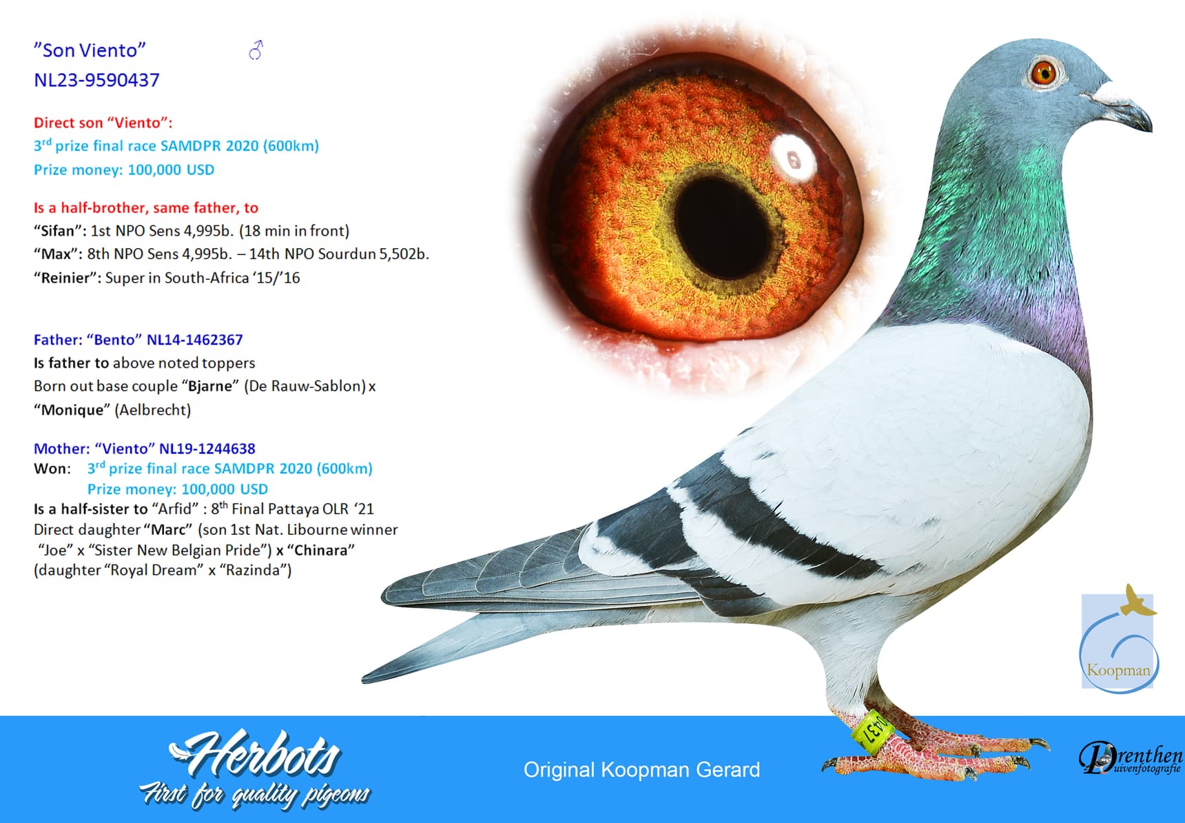 pigeon: undefined