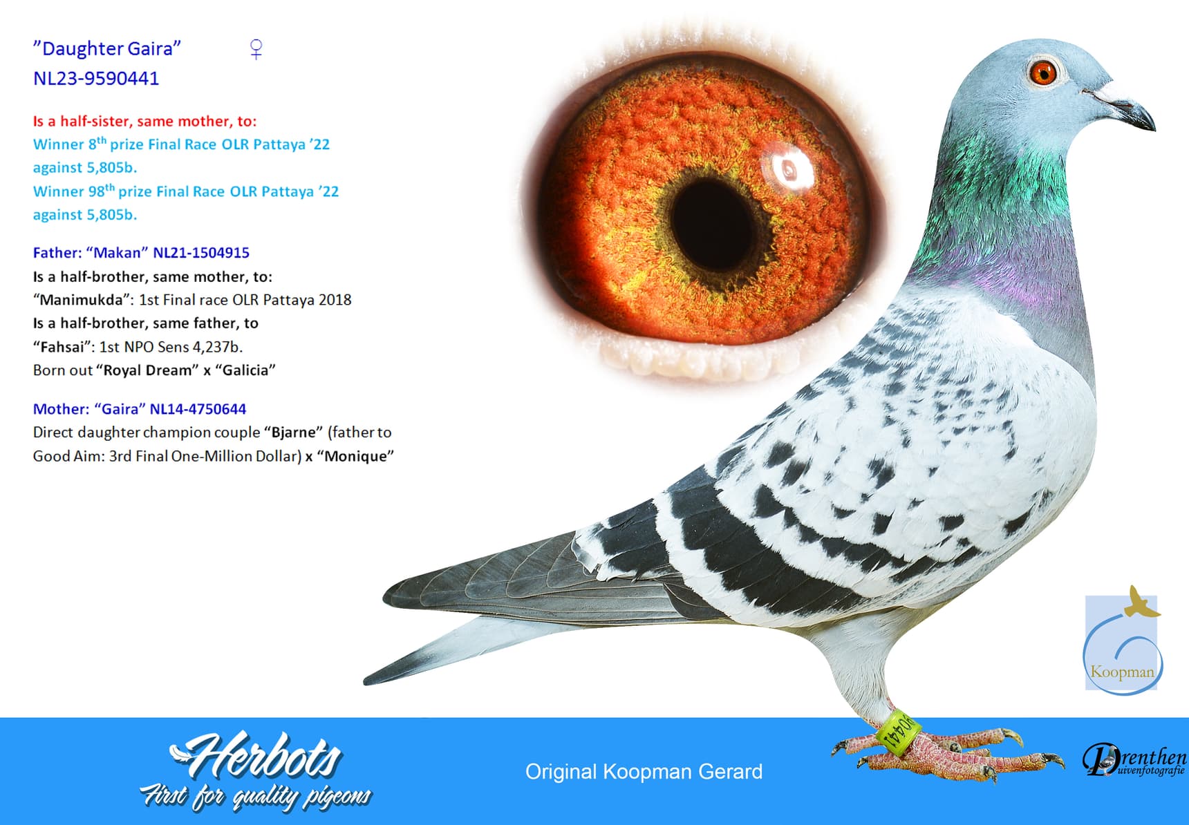 pigeon: undefined