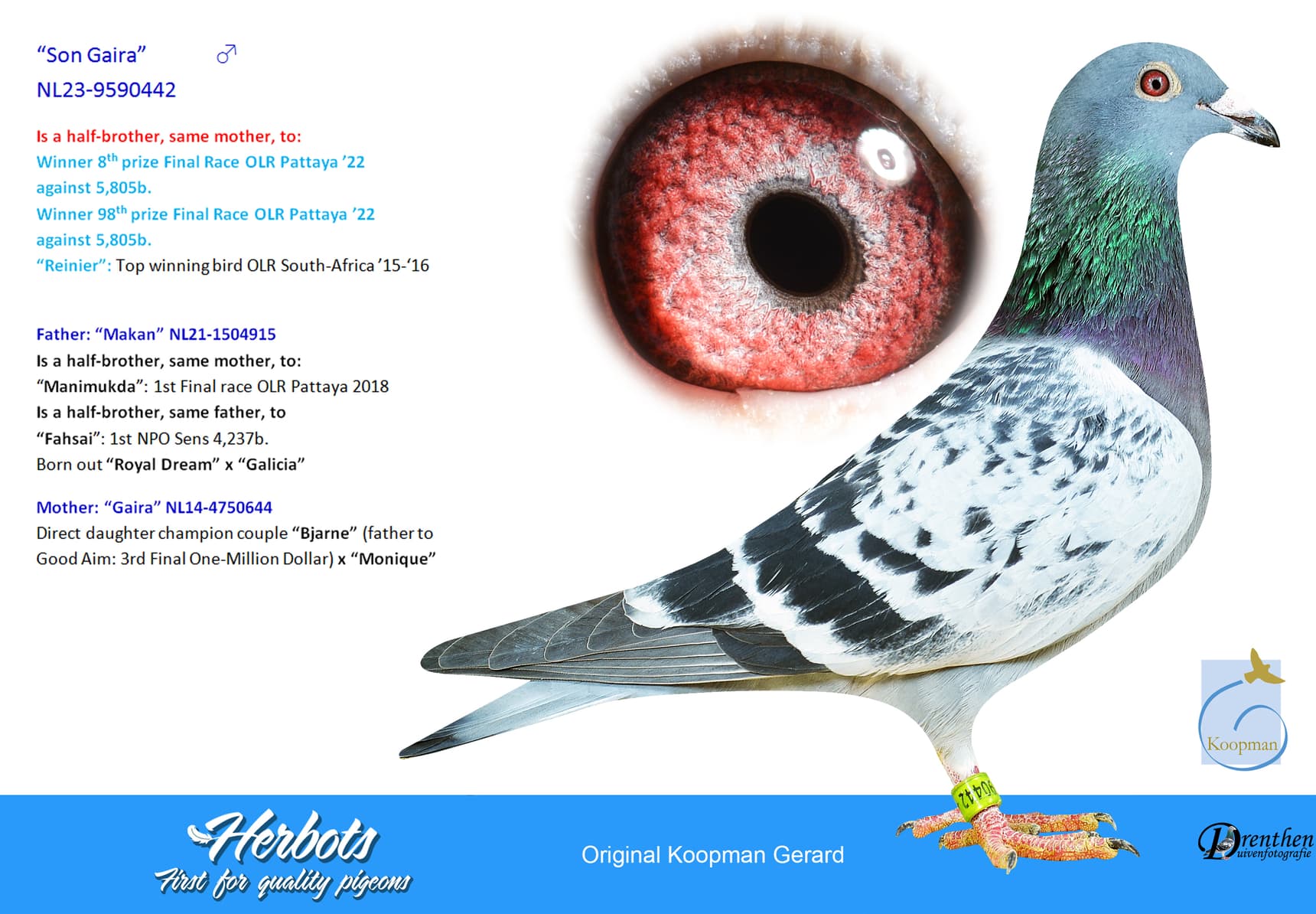 pigeon: undefined