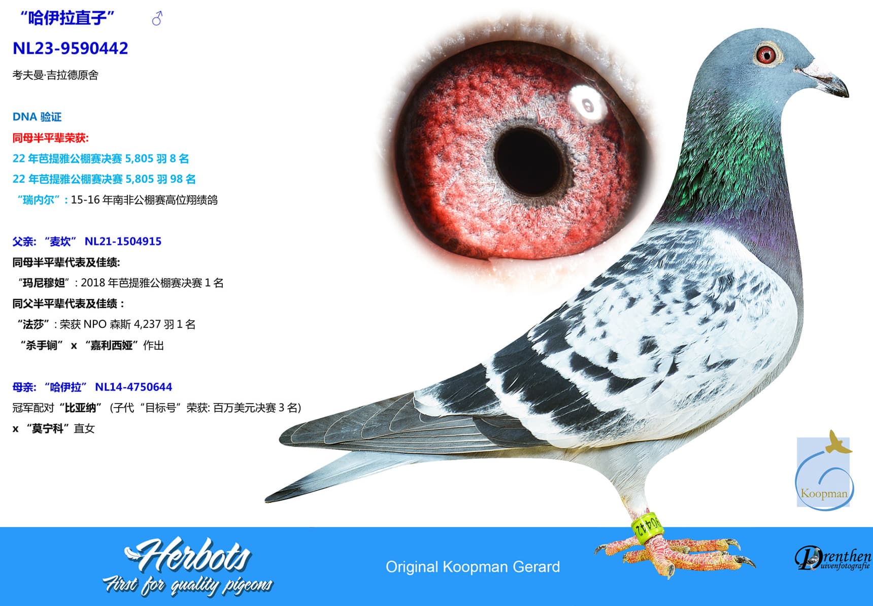 pigeon: undefined