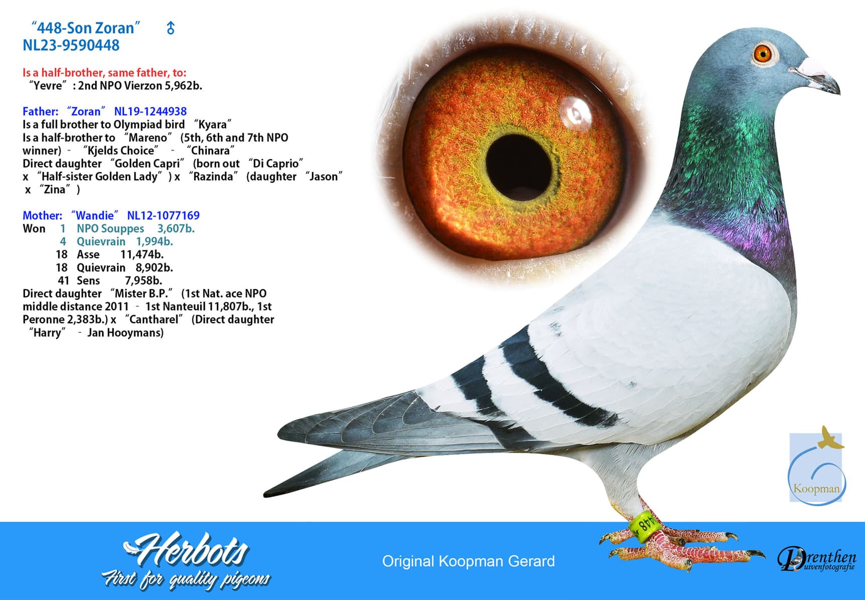 pigeon: undefined