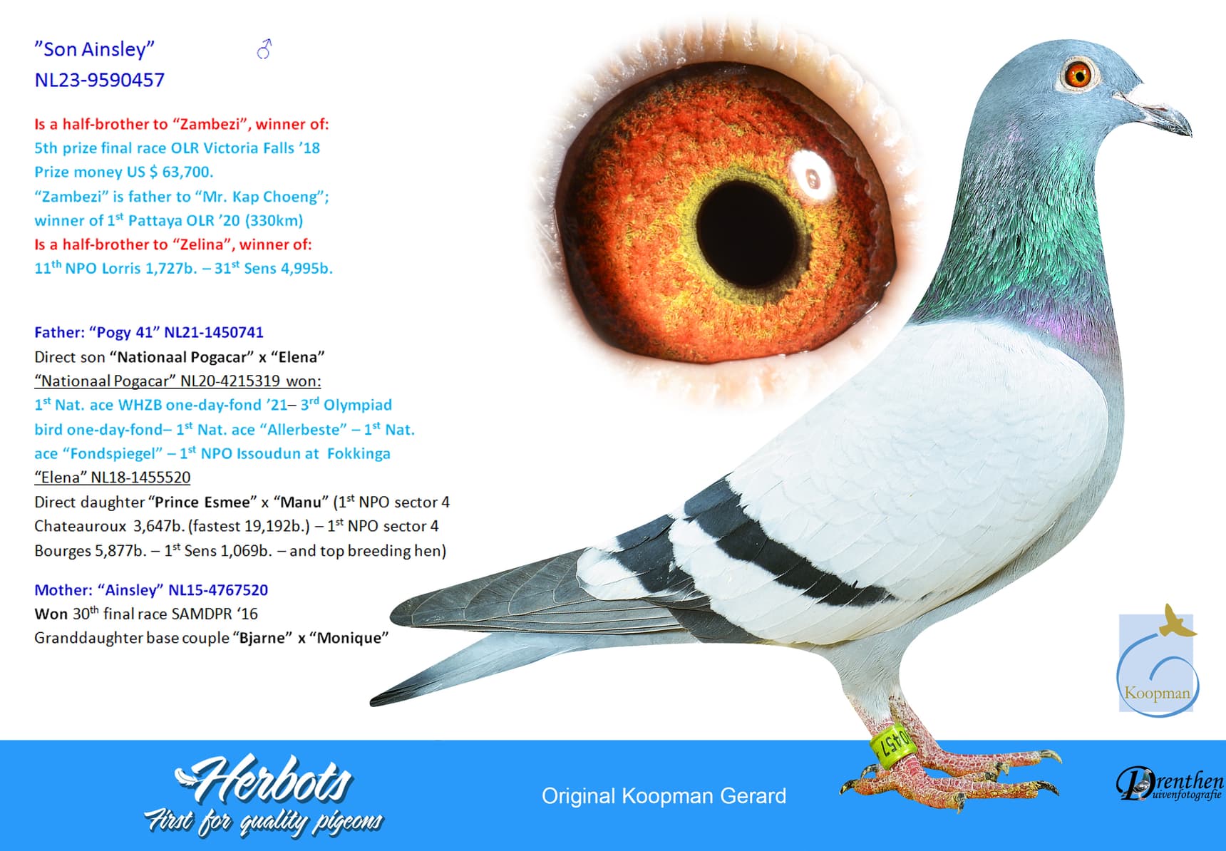 pigeon: undefined