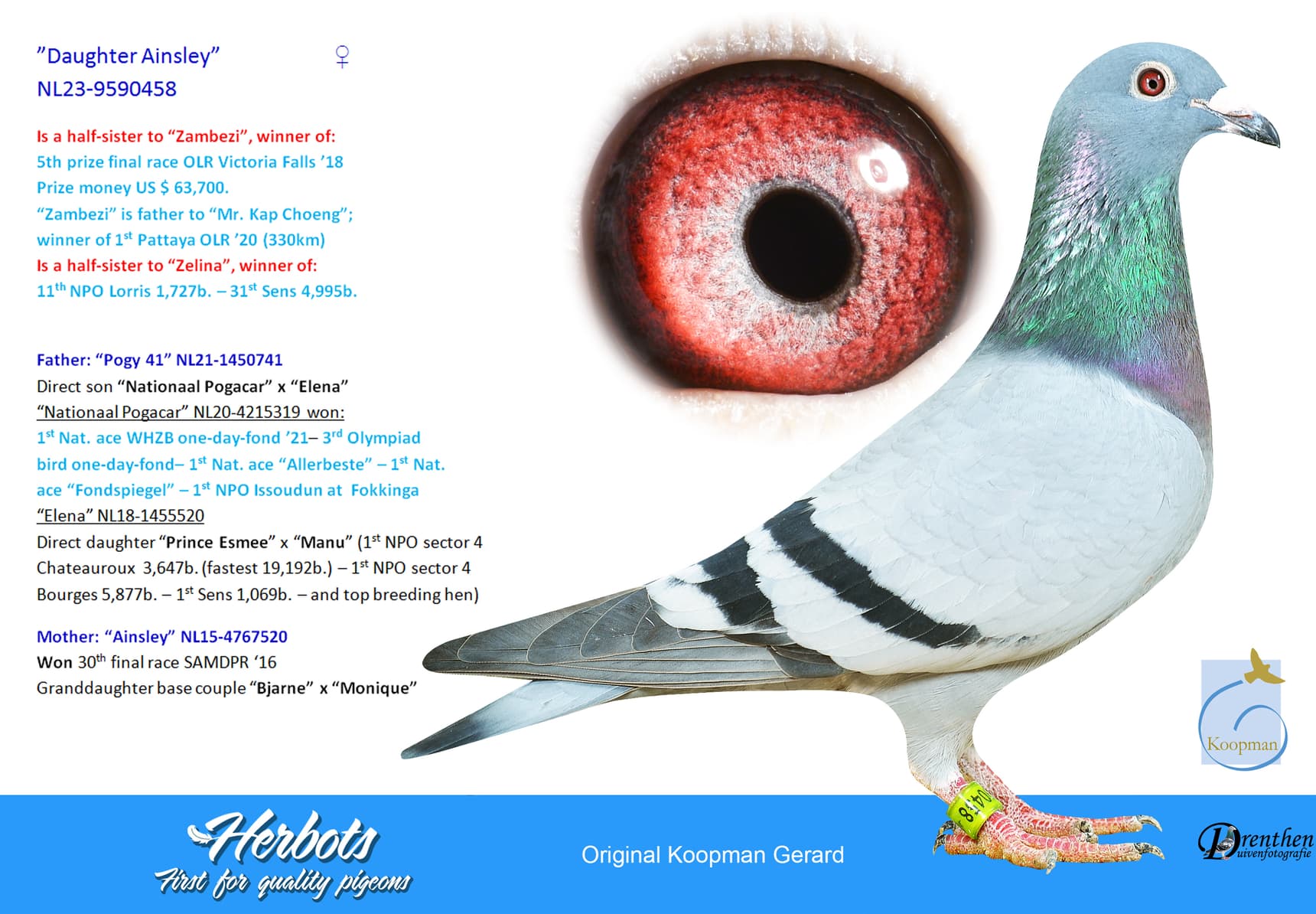 pigeon: undefined