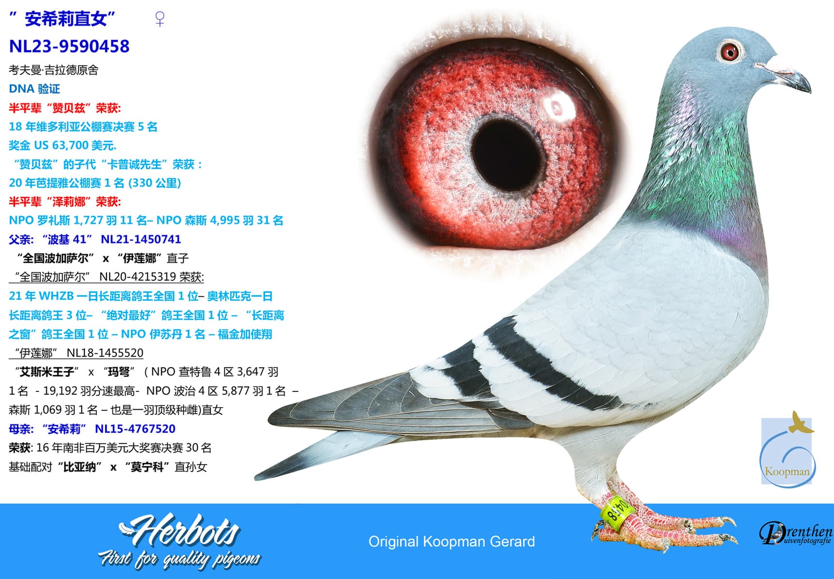 pigeon: undefined