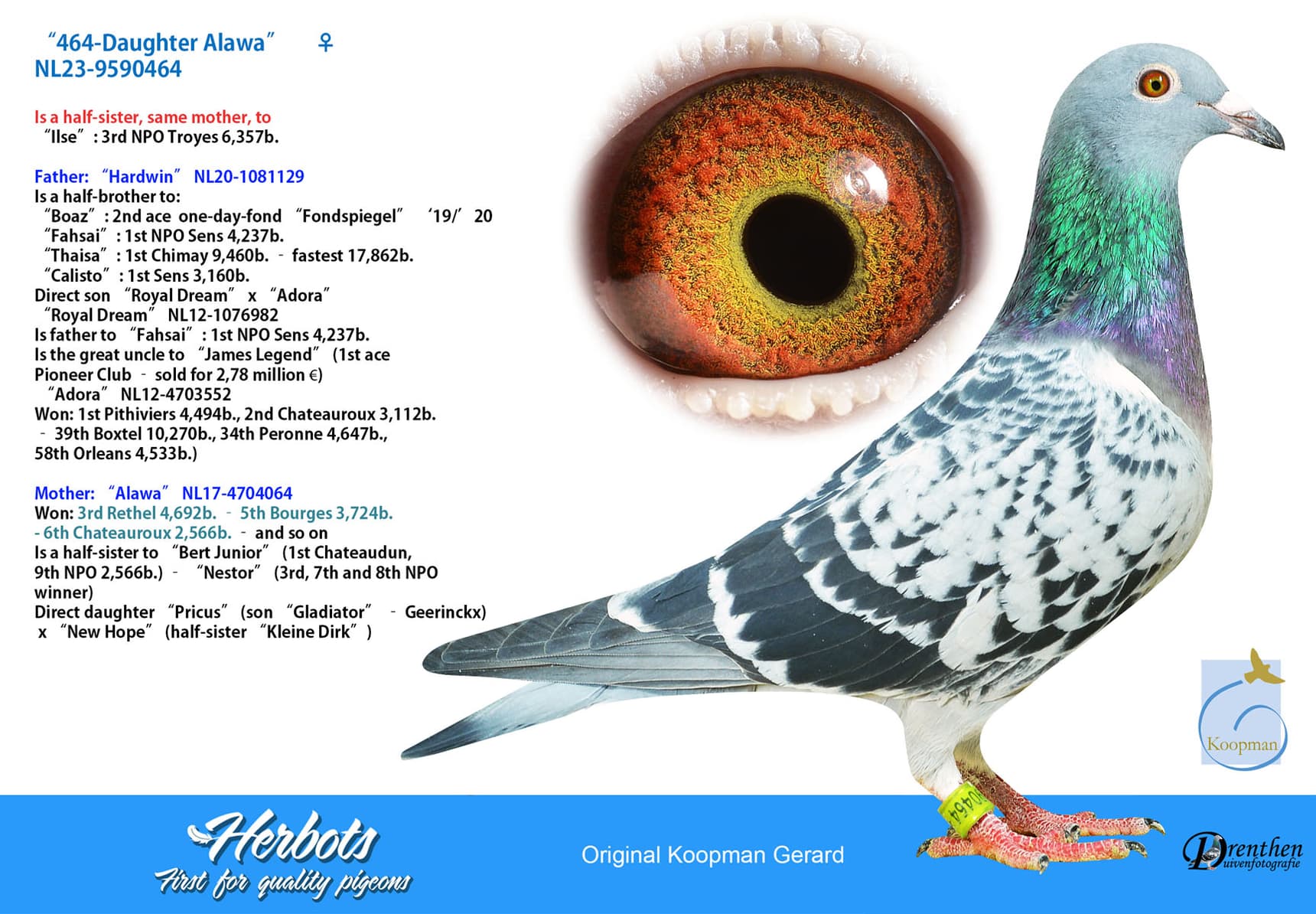 pigeon: undefined
