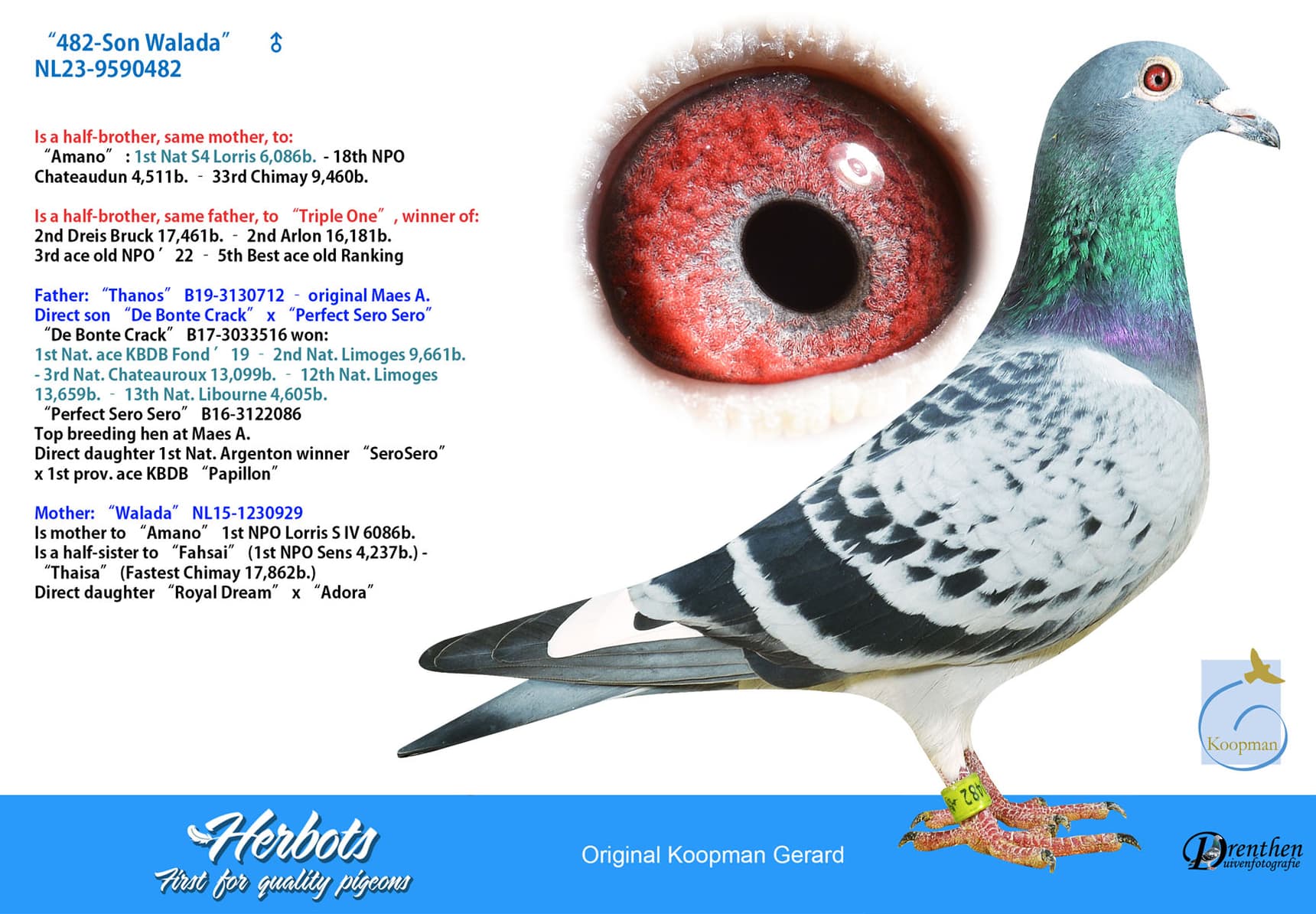 pigeon: undefined