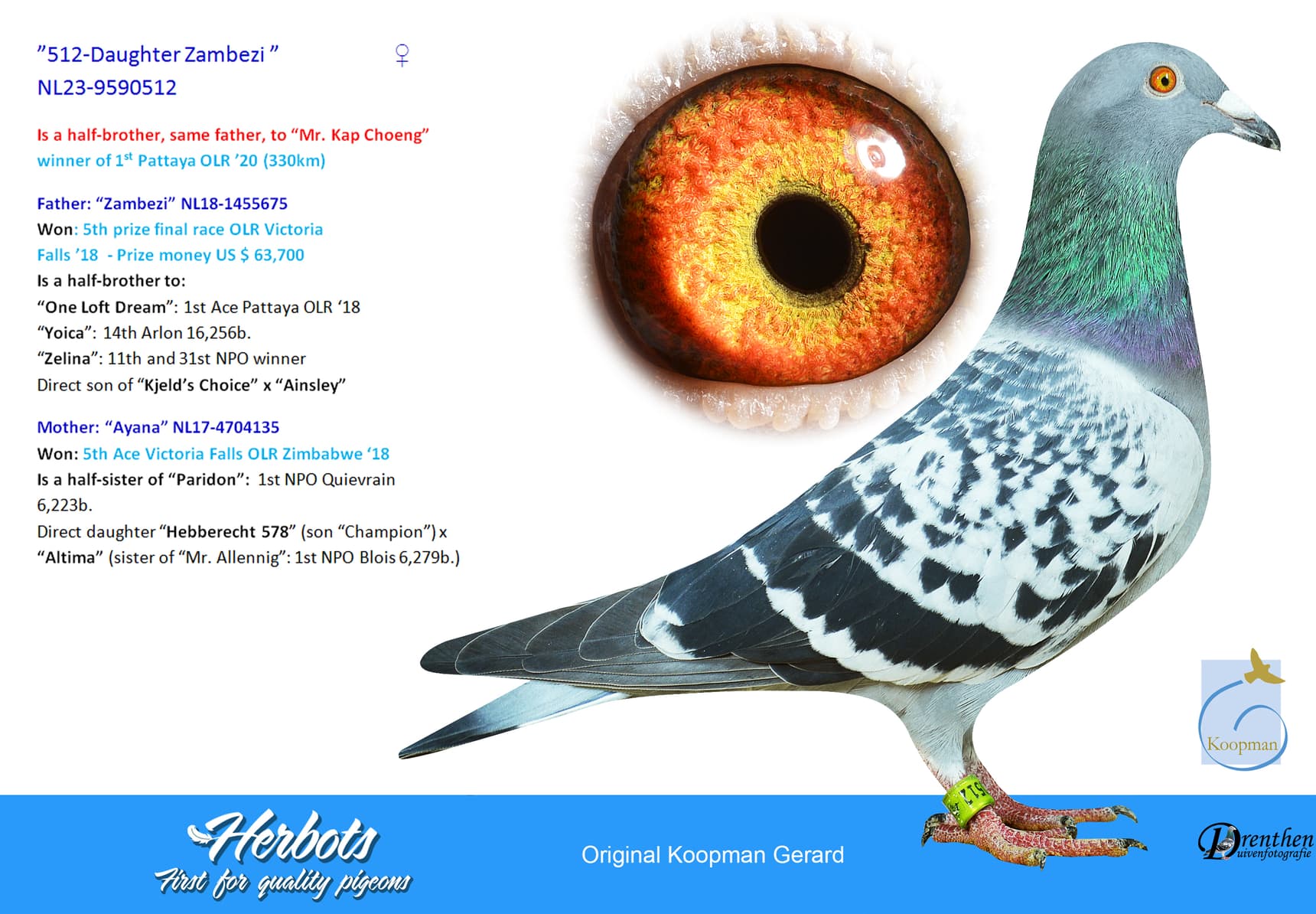 pigeon: undefined