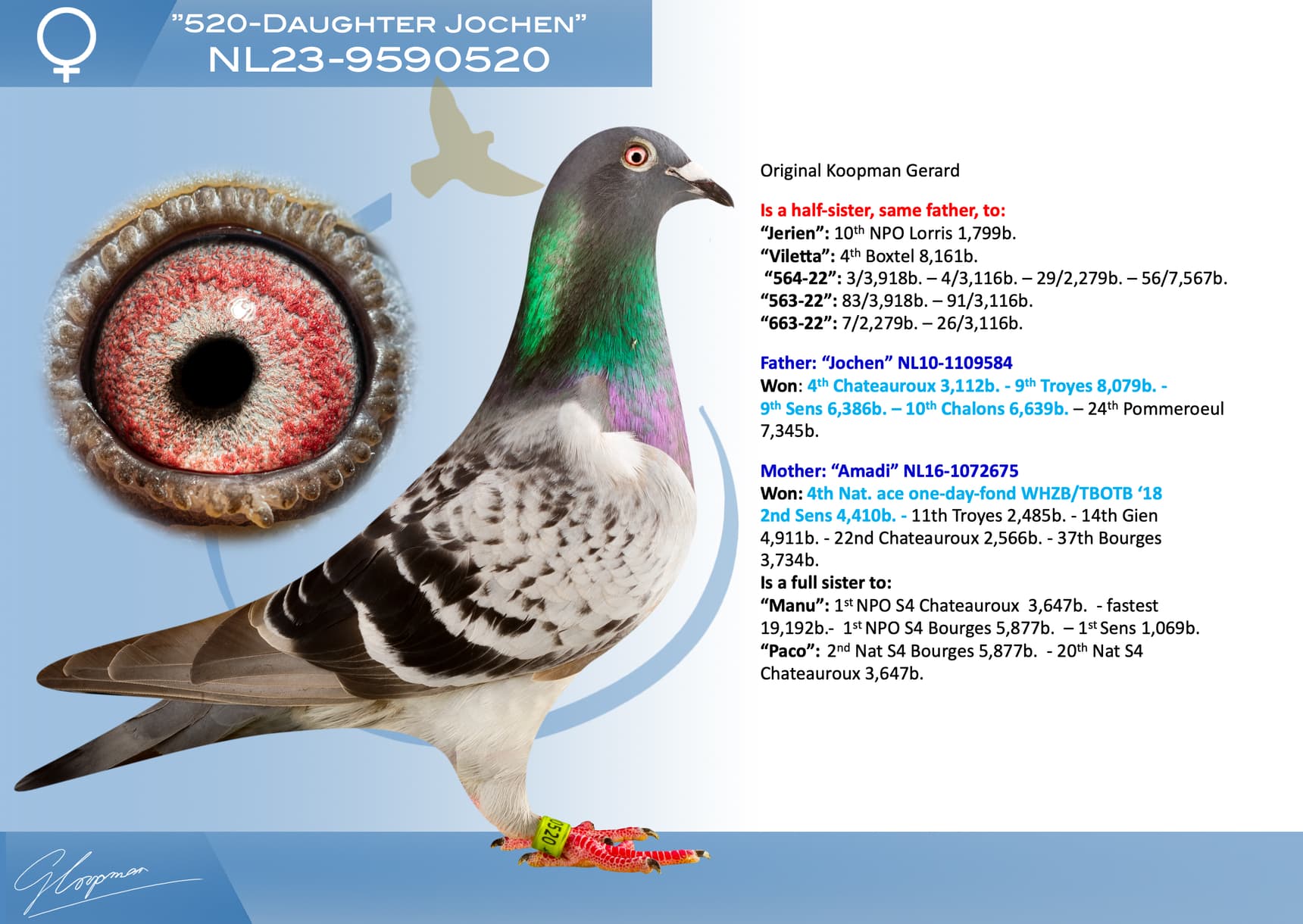 pigeon: undefined