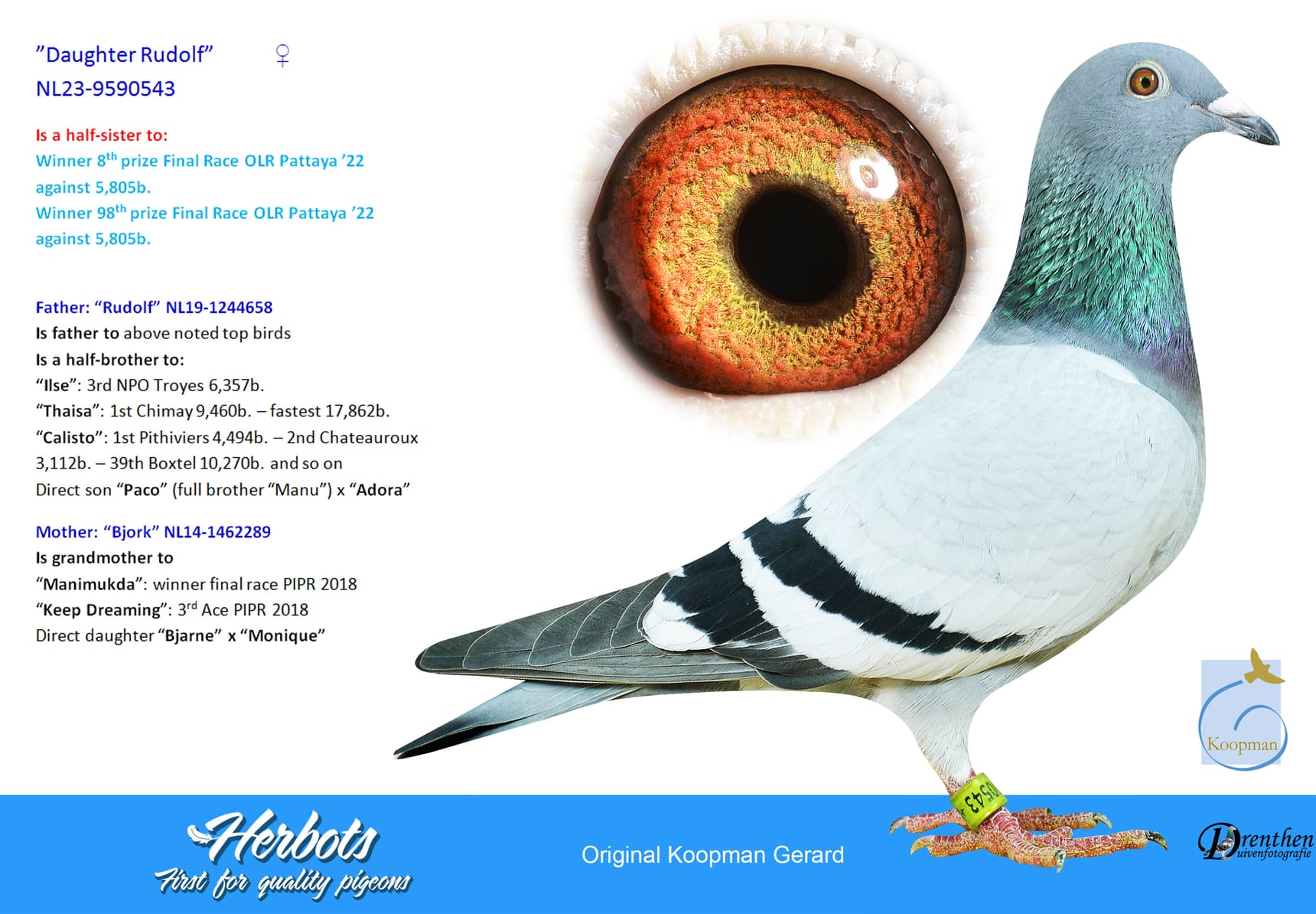 pigeon: undefined