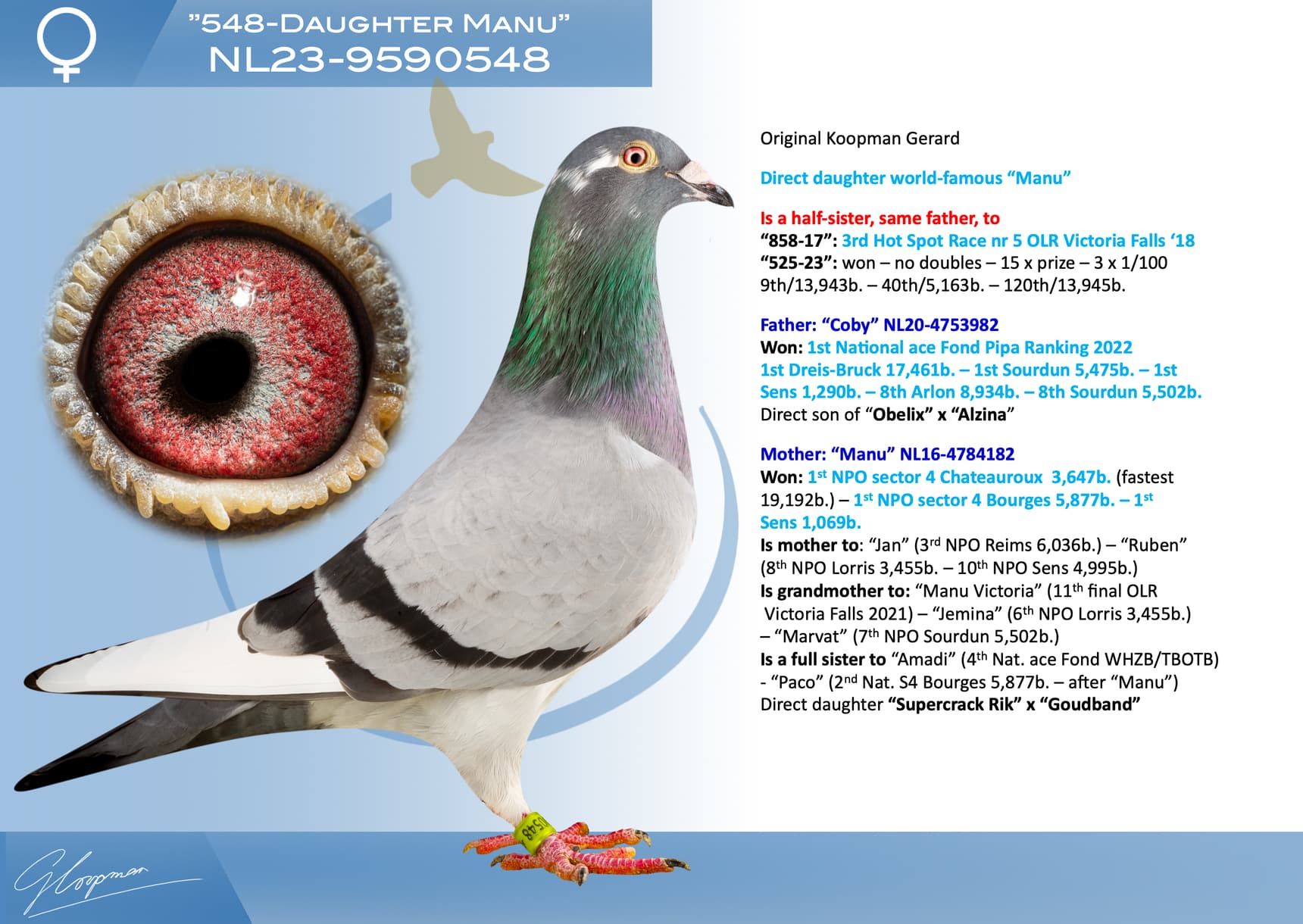 pigeon: undefined