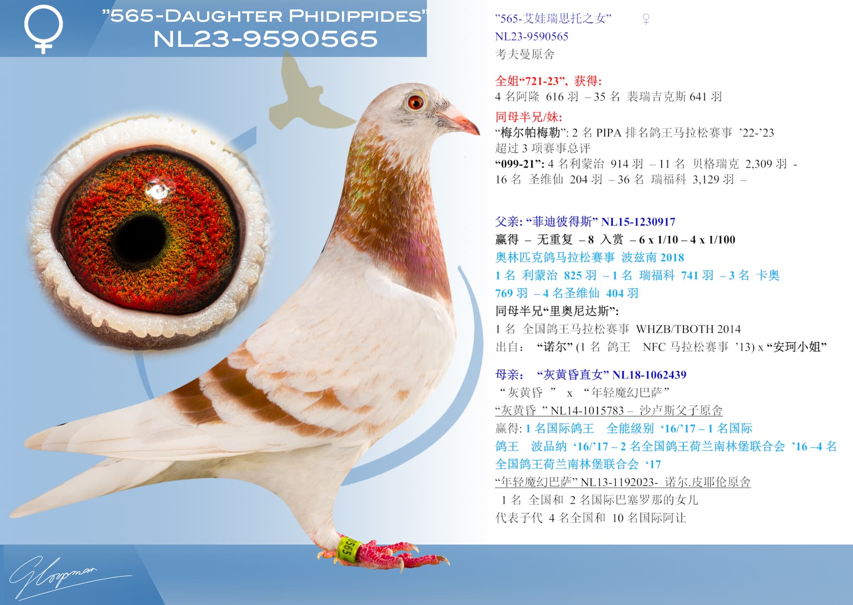 pigeon: ”565-艾娃瑞思托之女”