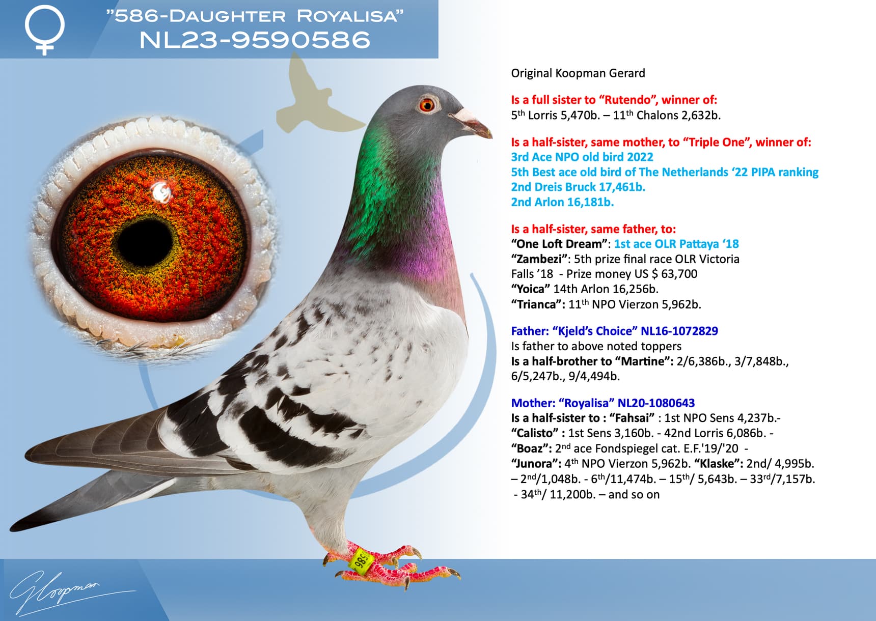 pigeon: undefined