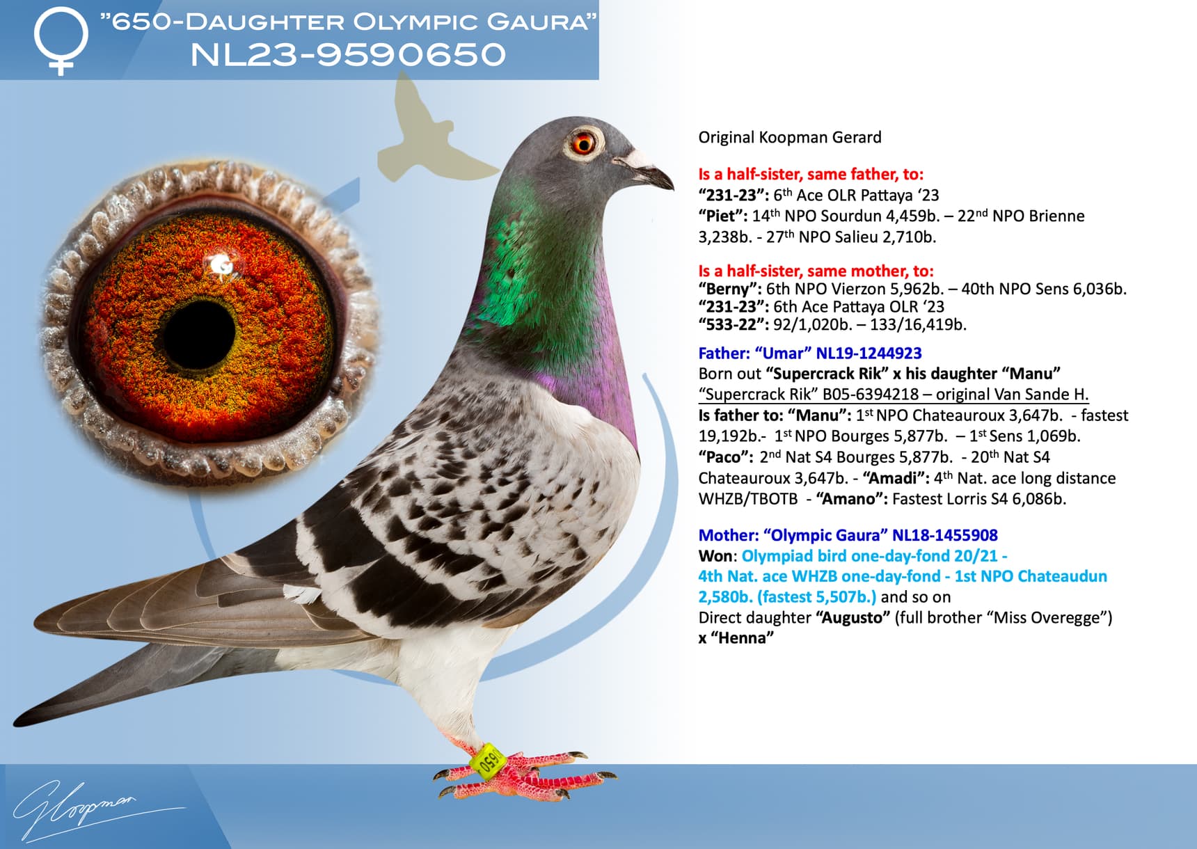 pigeon: undefined
