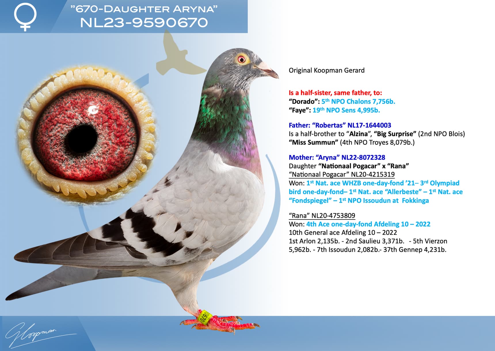 pigeon: undefined