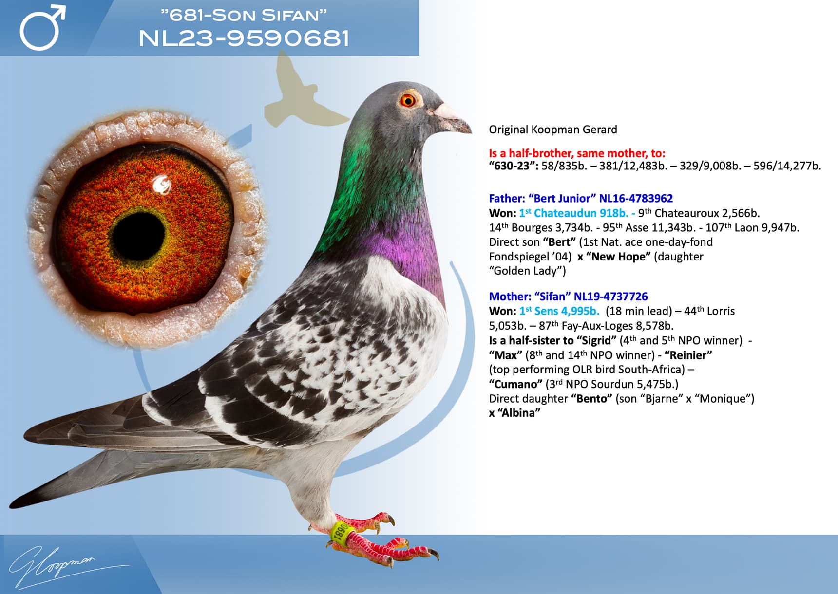 pigeon: undefined