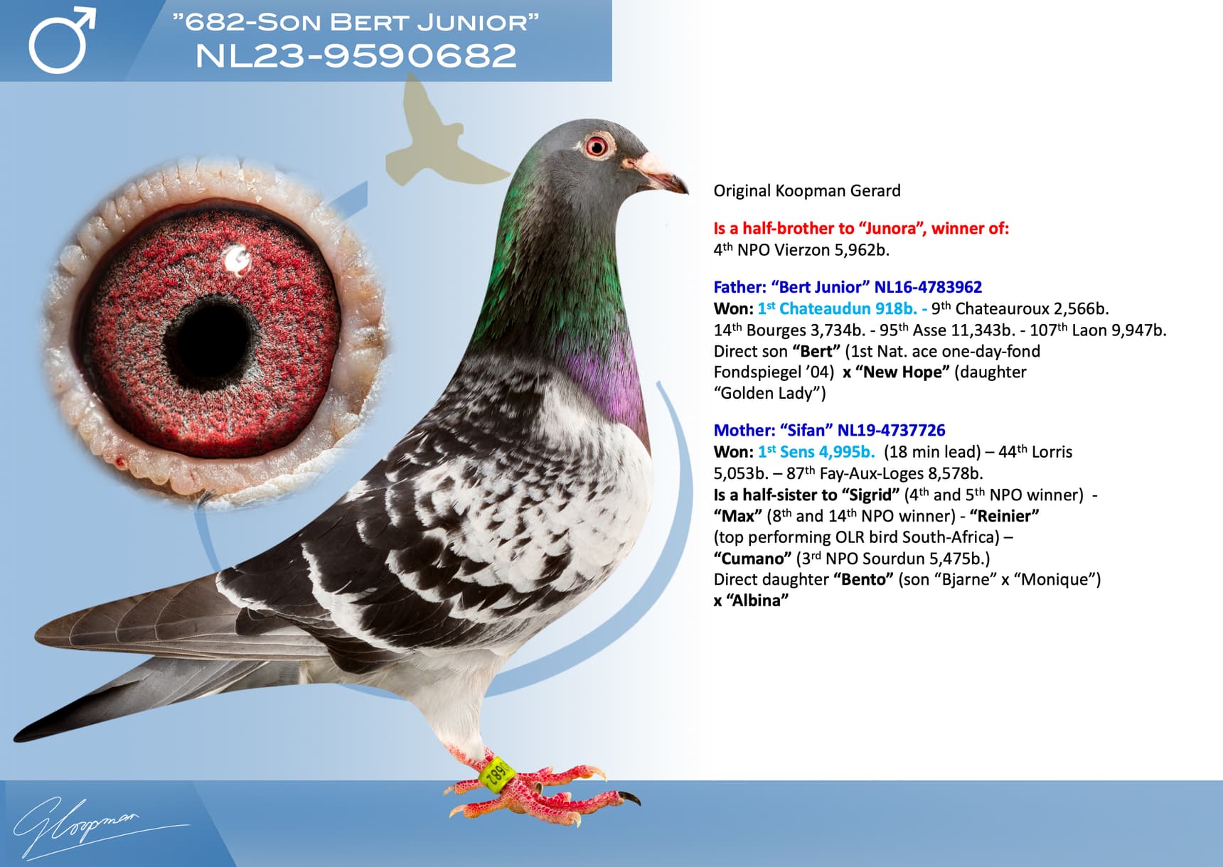 pigeon: undefined