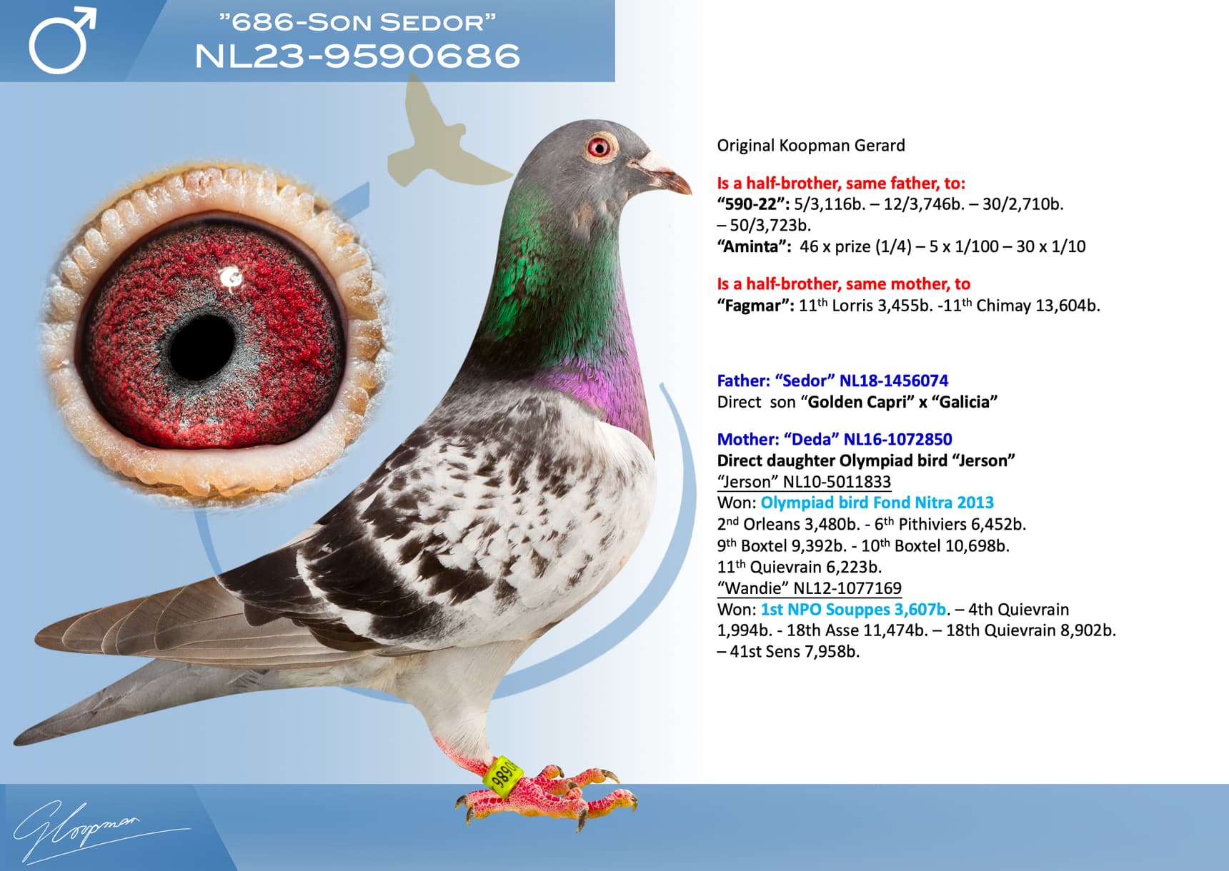 pigeon: undefined