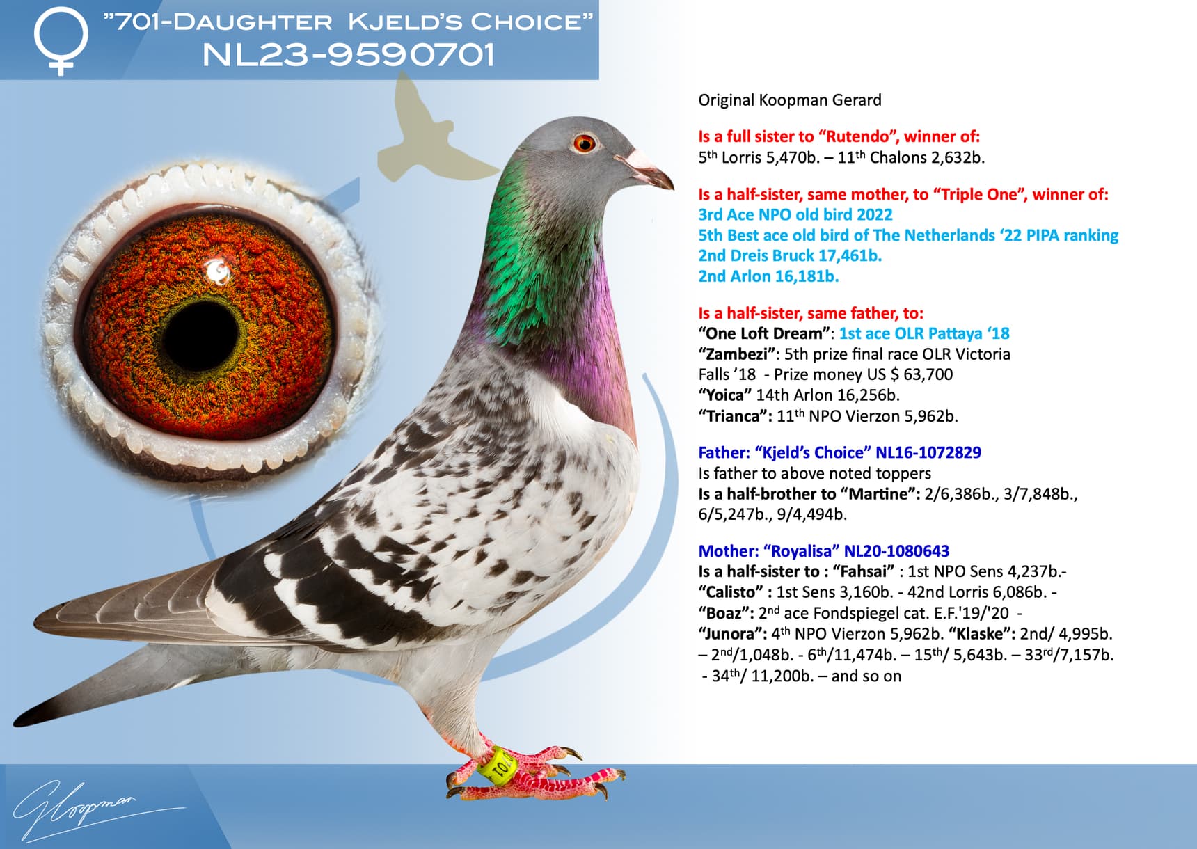 pigeon: undefined