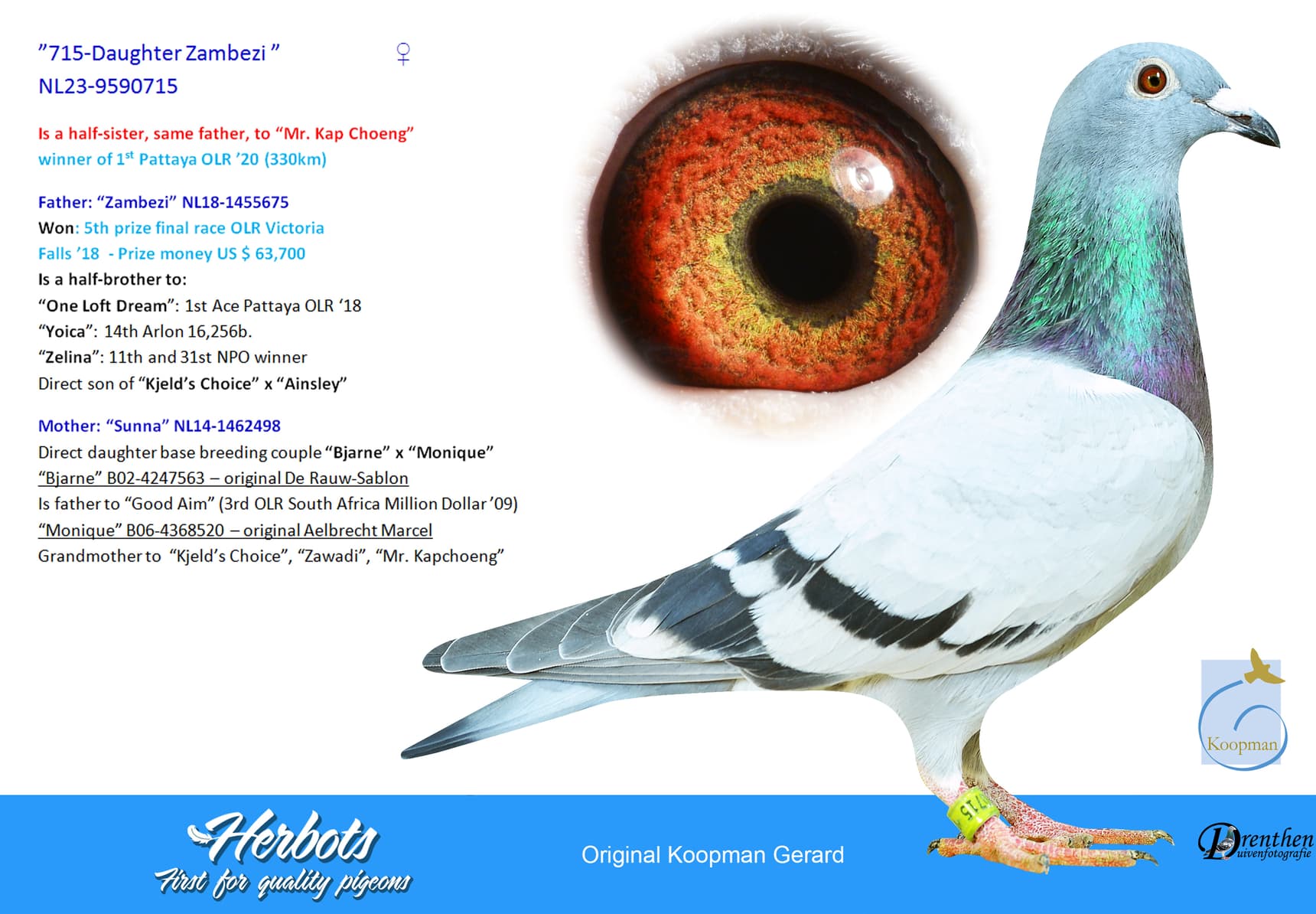 pigeon: undefined